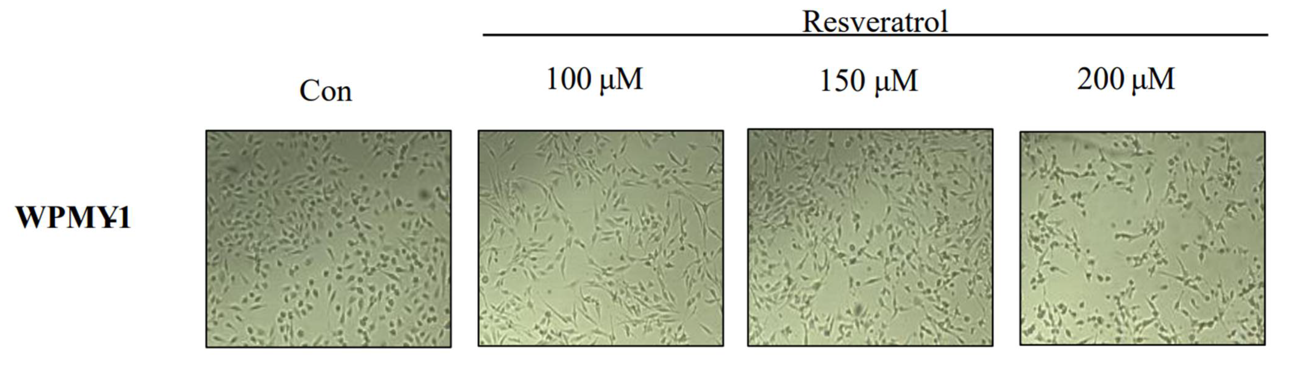Ijms 22 05969 g002 Ijms 22 05969 g002