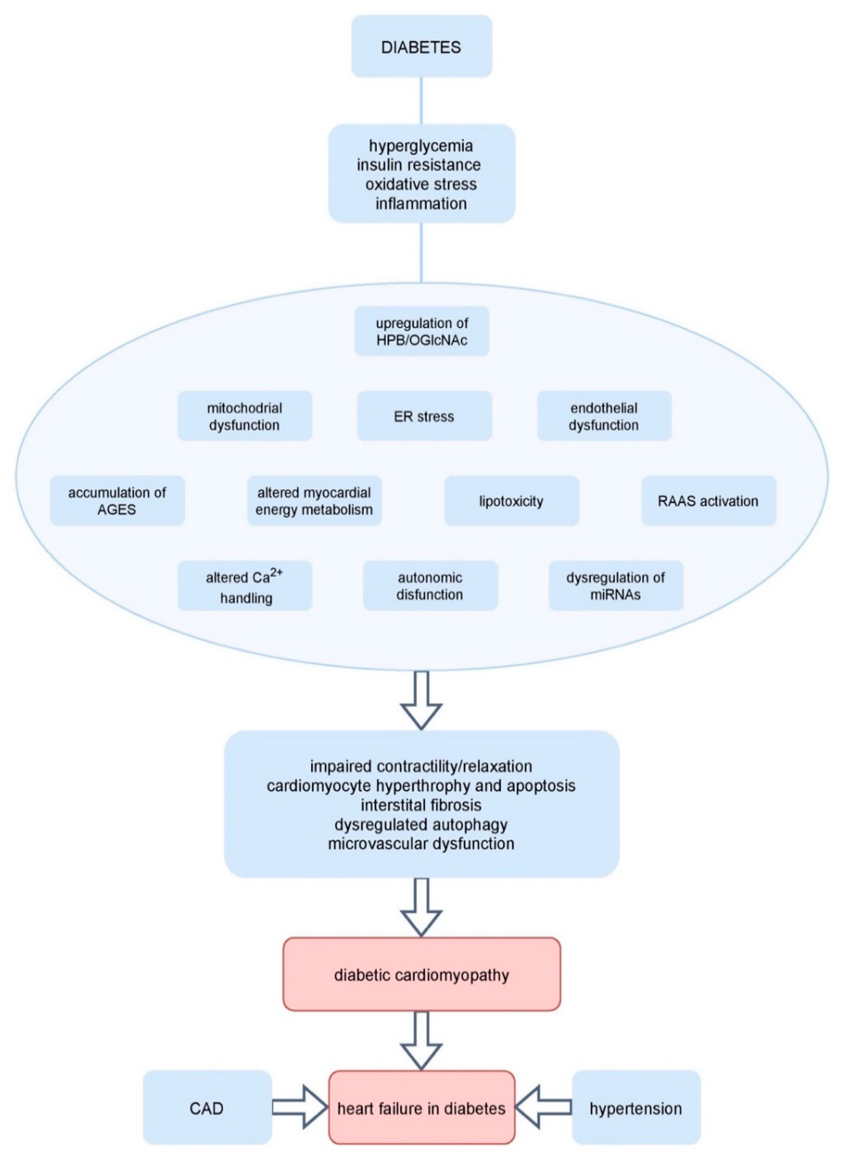 IJMS | Free Full-Text | The Mystery of Diabetic Cardiomyopathy: From Early  Concepts and Underlying Mechanisms to Novel Therapeutic Possibilities