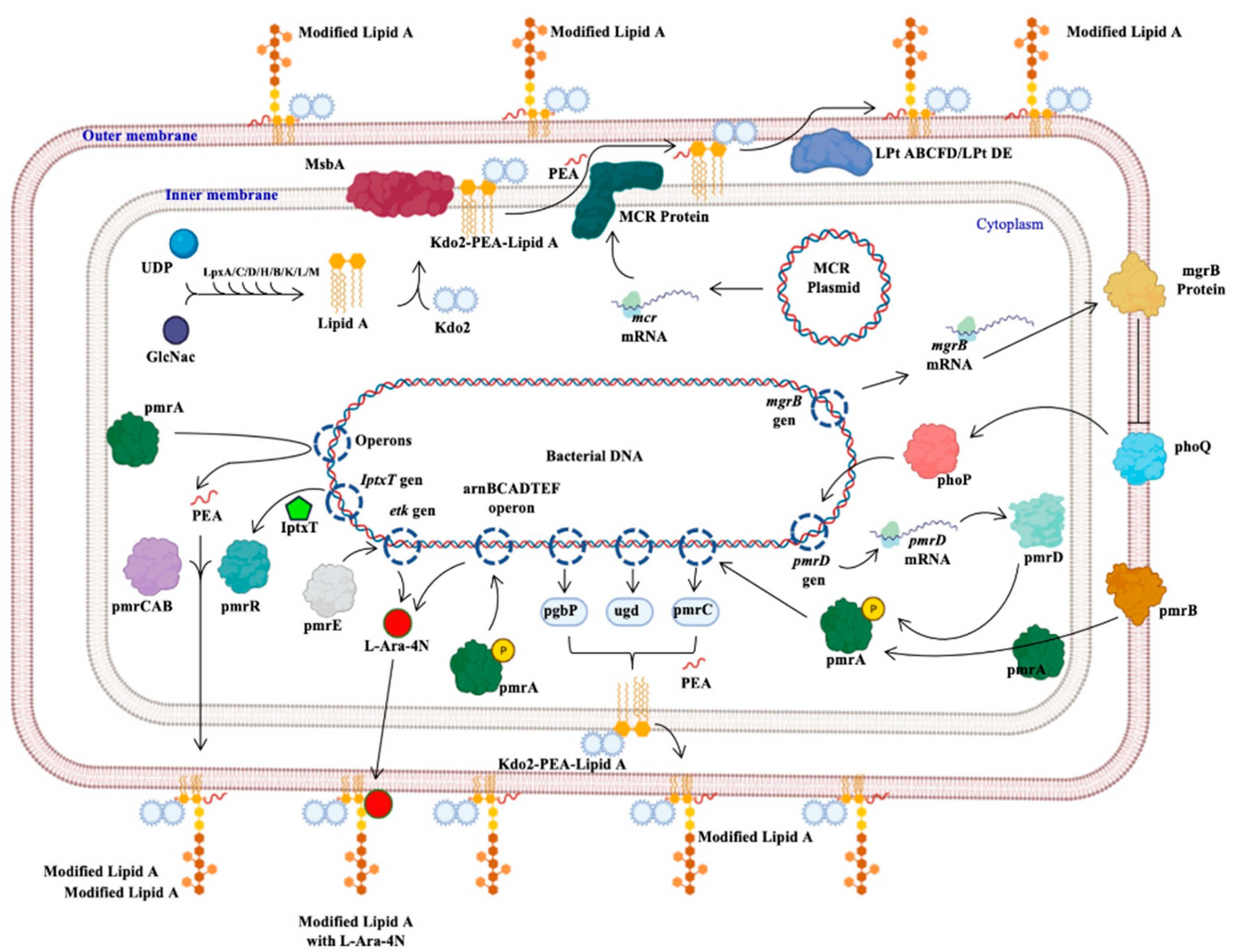 Ijms 22 05974 g003 Ijms 22 05974 g003