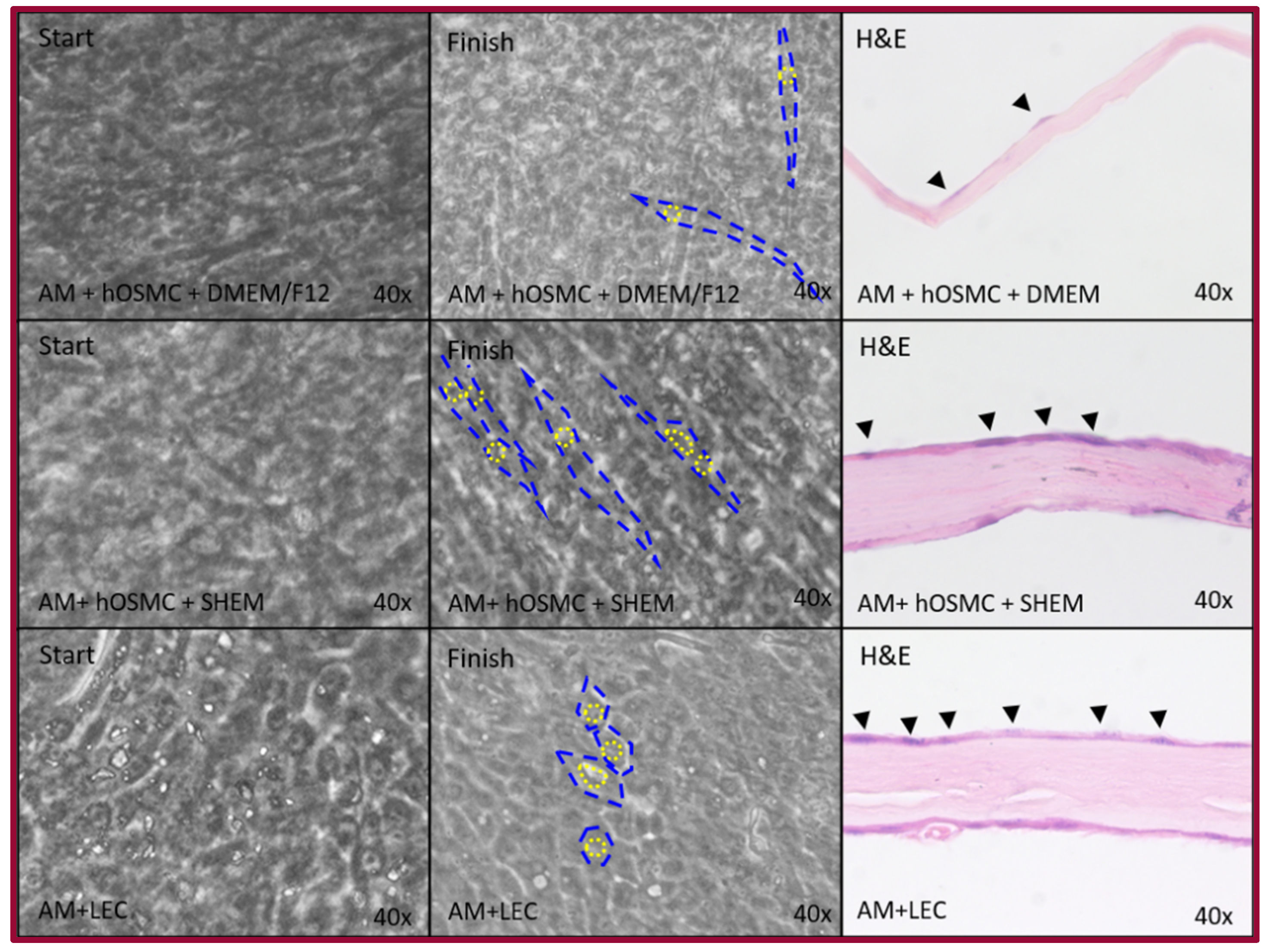 Ijms 22 05976 g005 Ijms 22 05976 g005