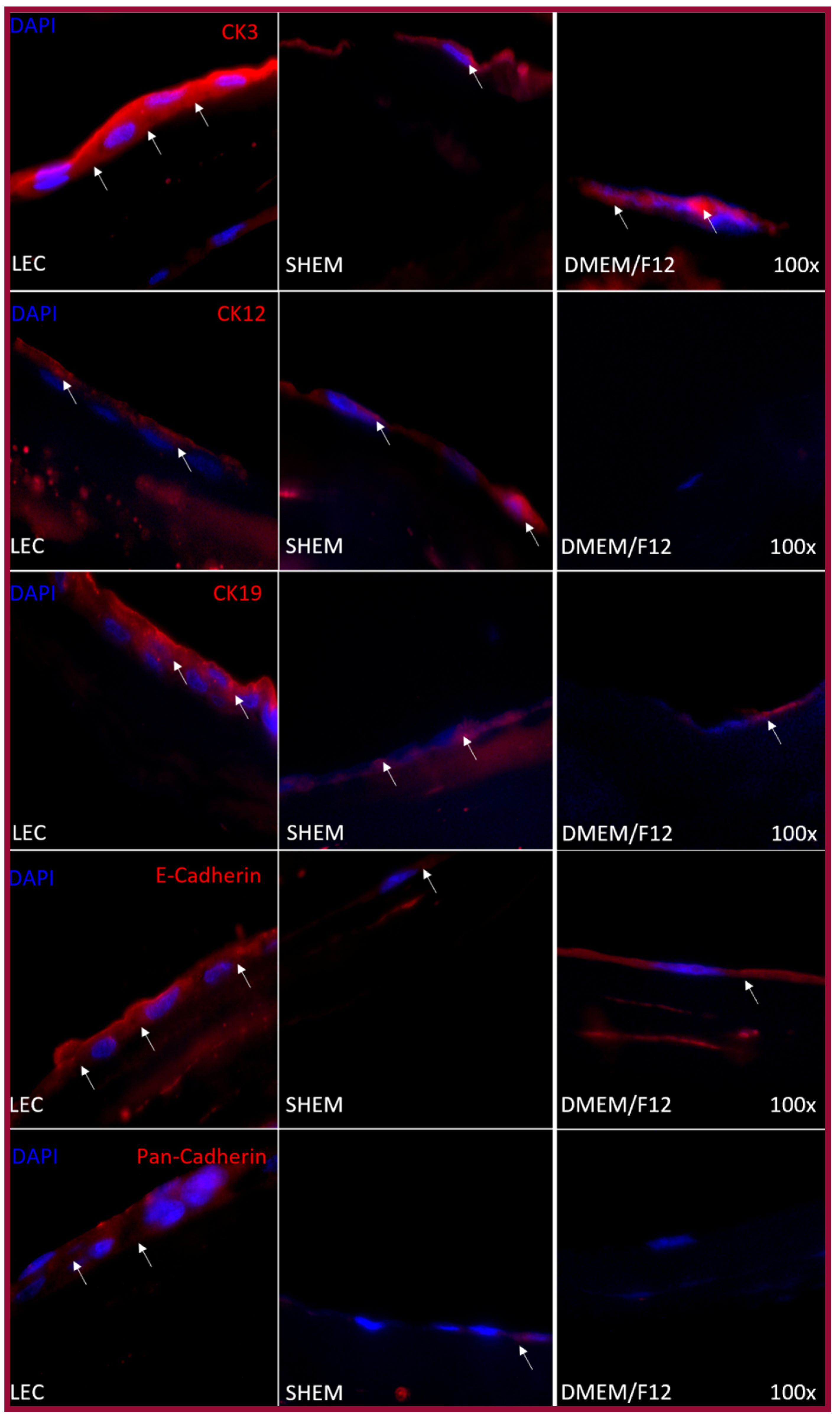 Ijms 22 05976 g007 Ijms 22 05976 g007