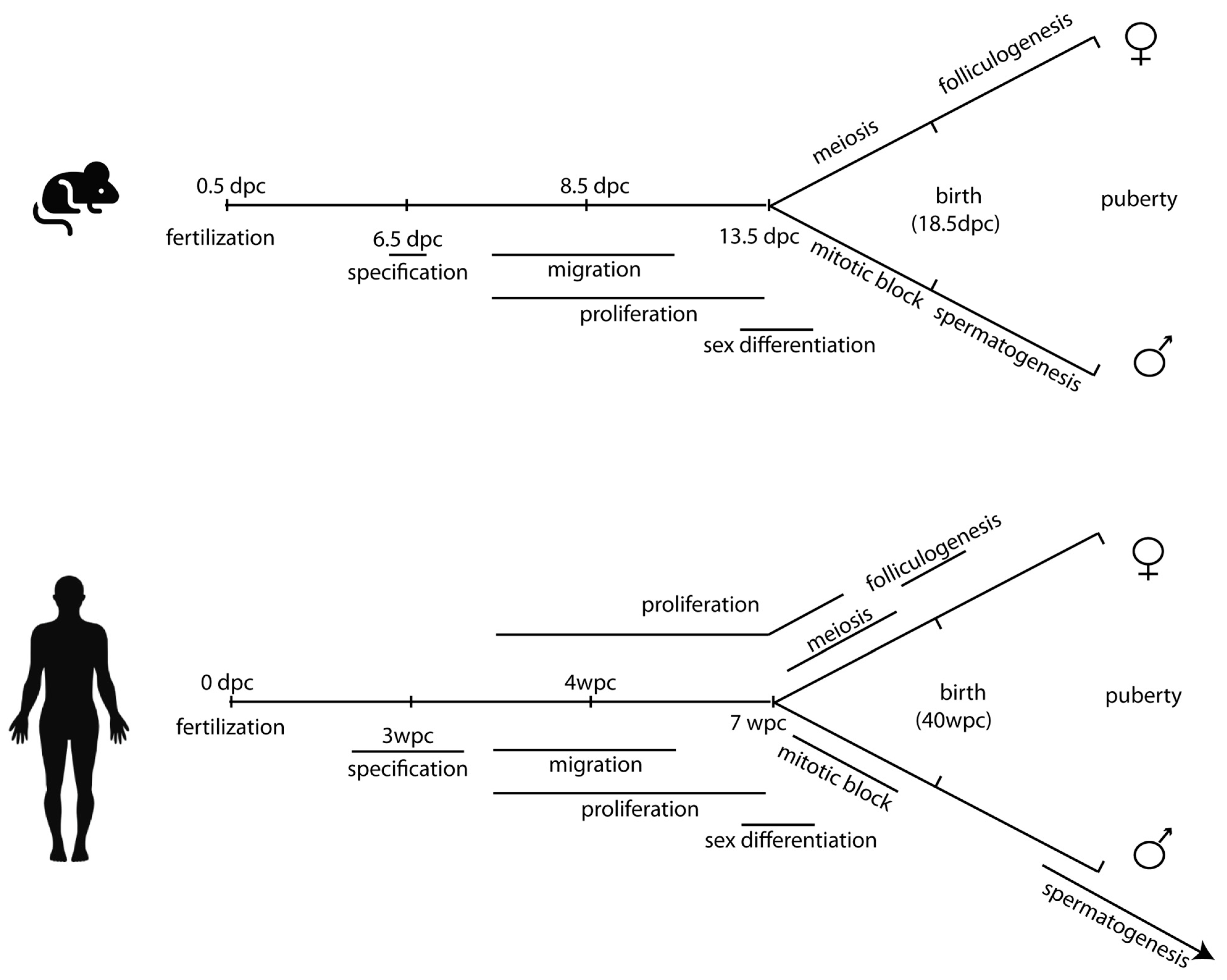 Ijms 22 05982 g001 Ijms 22 05982 g001