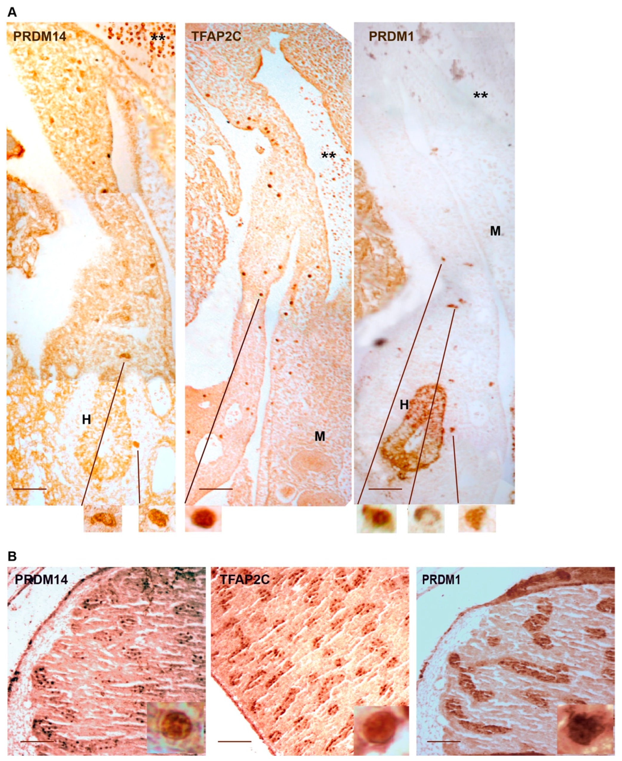 Ijms 22 05982 g002 Ijms 22 05982 g002