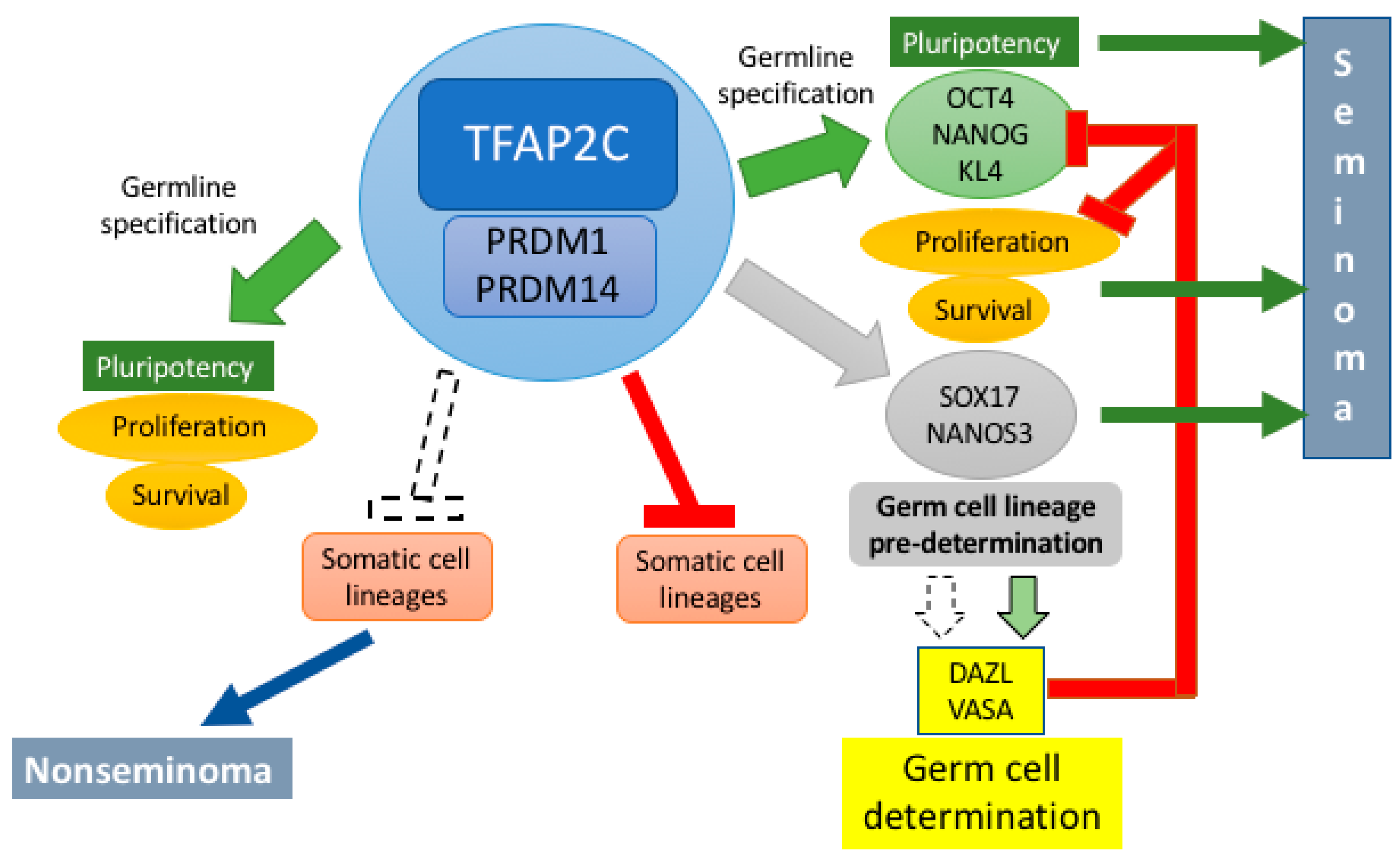 Ijms 22 05982 g003 Ijms 22 05982 g003
