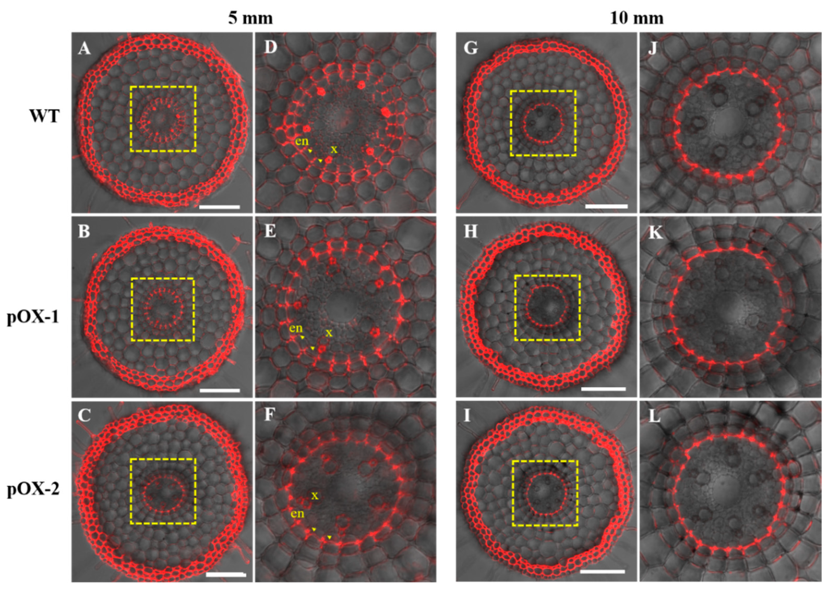 Ijms 22 06002 g005 Ijms 22 06002 g005