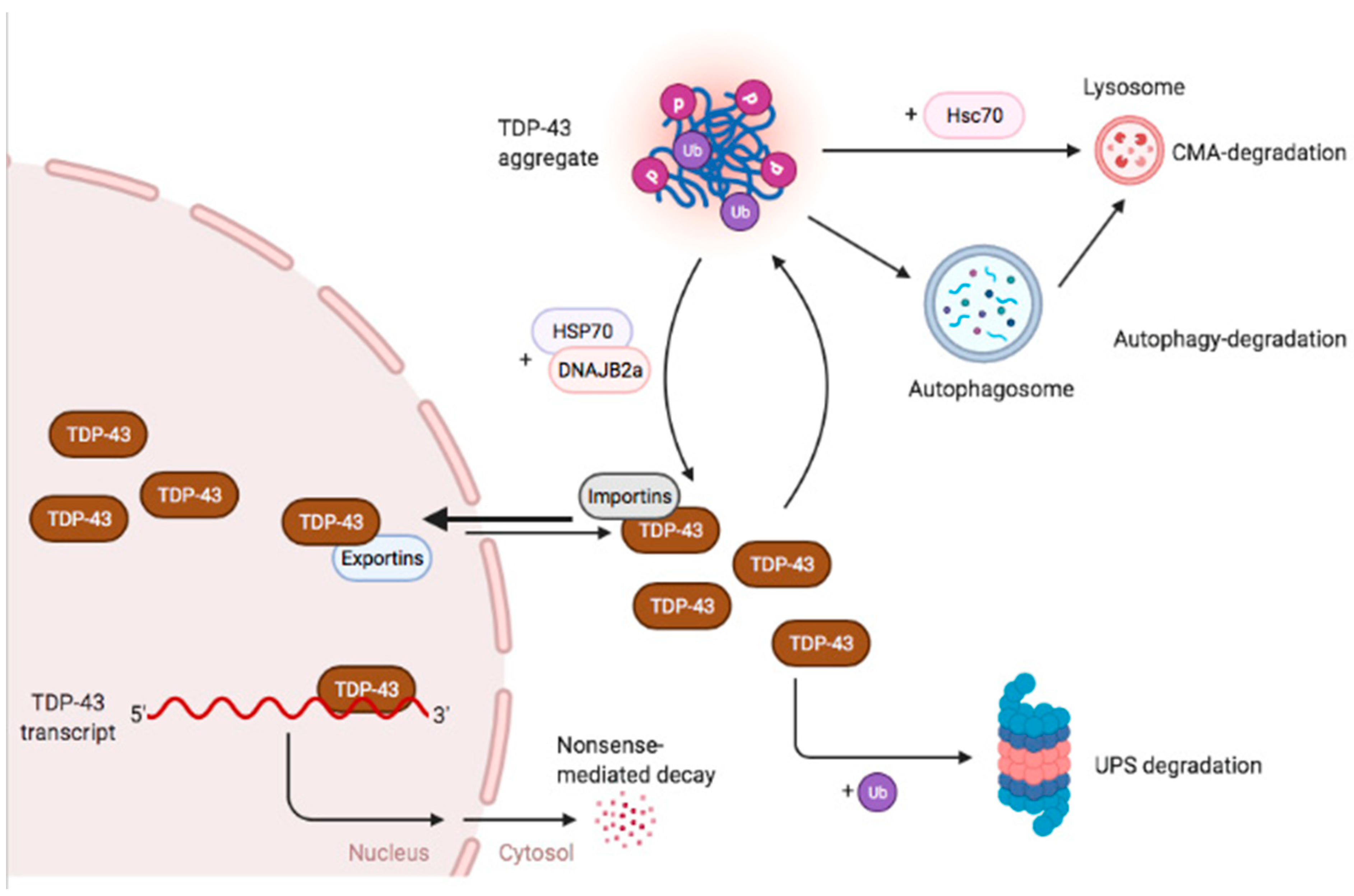 IJMS Free FullText Mechanisms of TDP43 Proteinopathy Onset and
