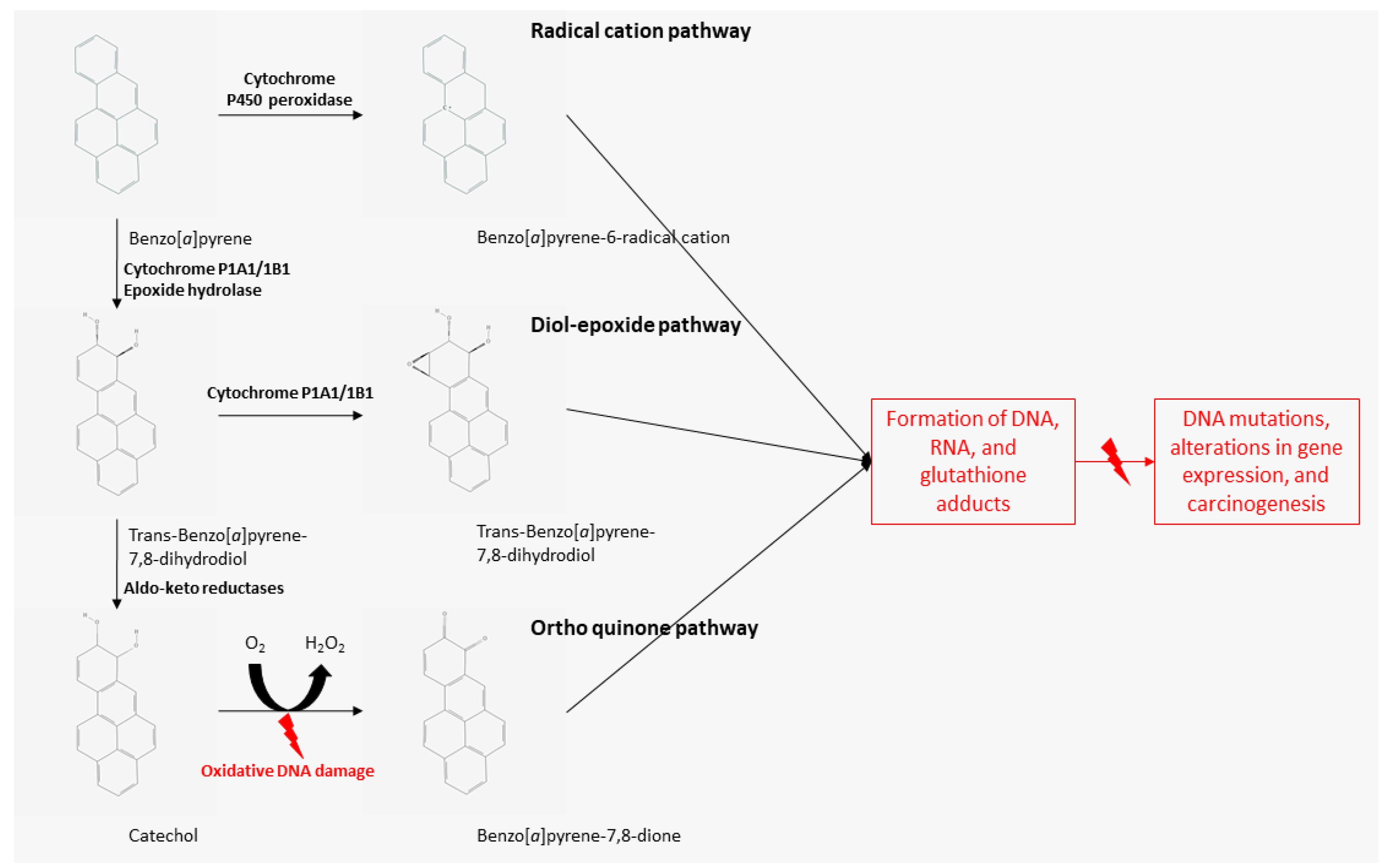 IJMS Free FullText Polycyclic Aromatic Hydrocarbons in Foods