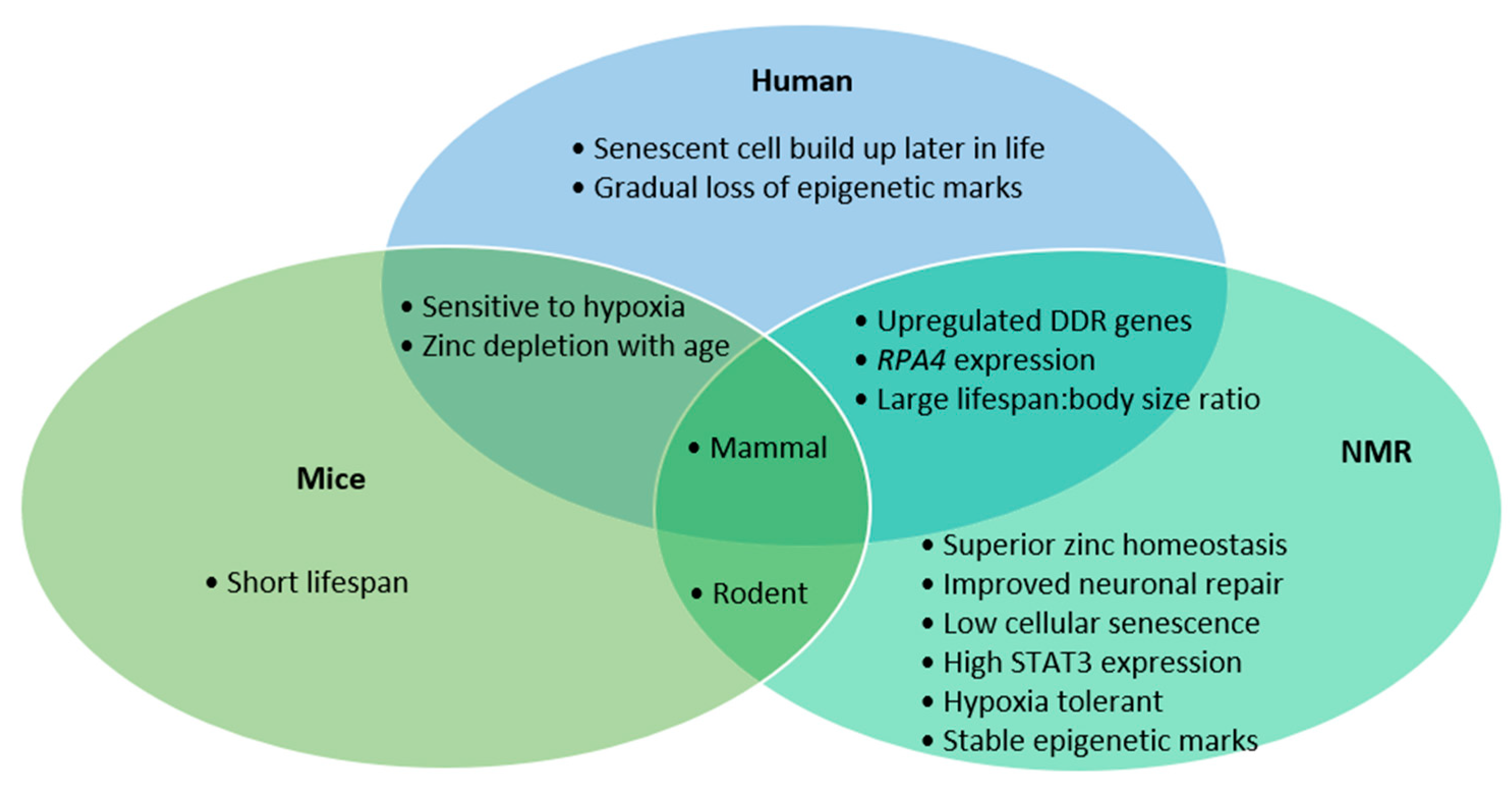 Relevant features. Senescence and Cancer.