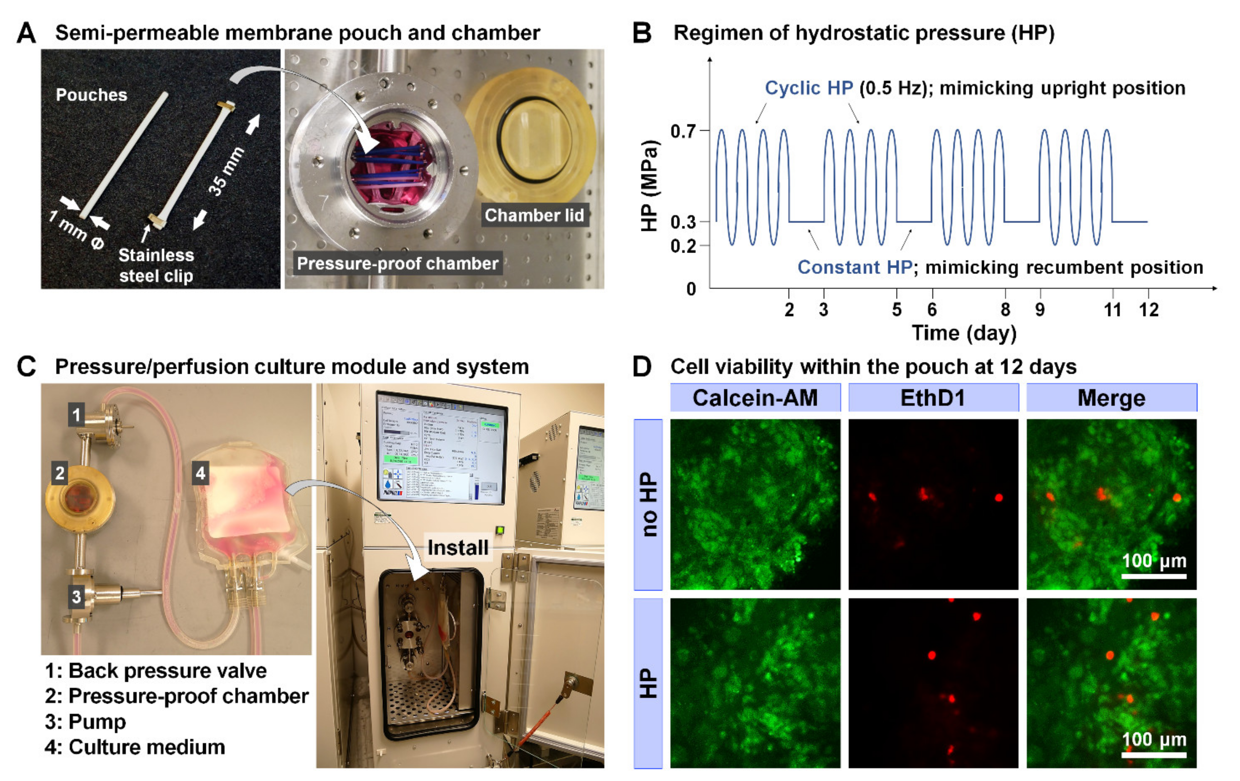 Ijms 22 06015 g004 Ijms 22 06015 g004