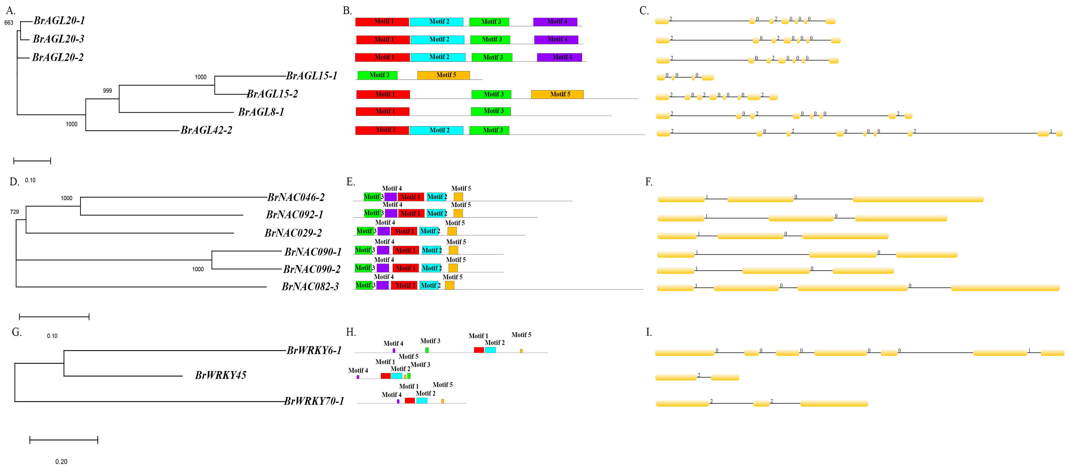 Ijms Free Full Text Comparative Transcriptome Based Mining Of Senescence Related Mads Nac And Wrky Transcription Factors In The Rapid Senescence Line Dls 91 Of Brassica Rapa Html