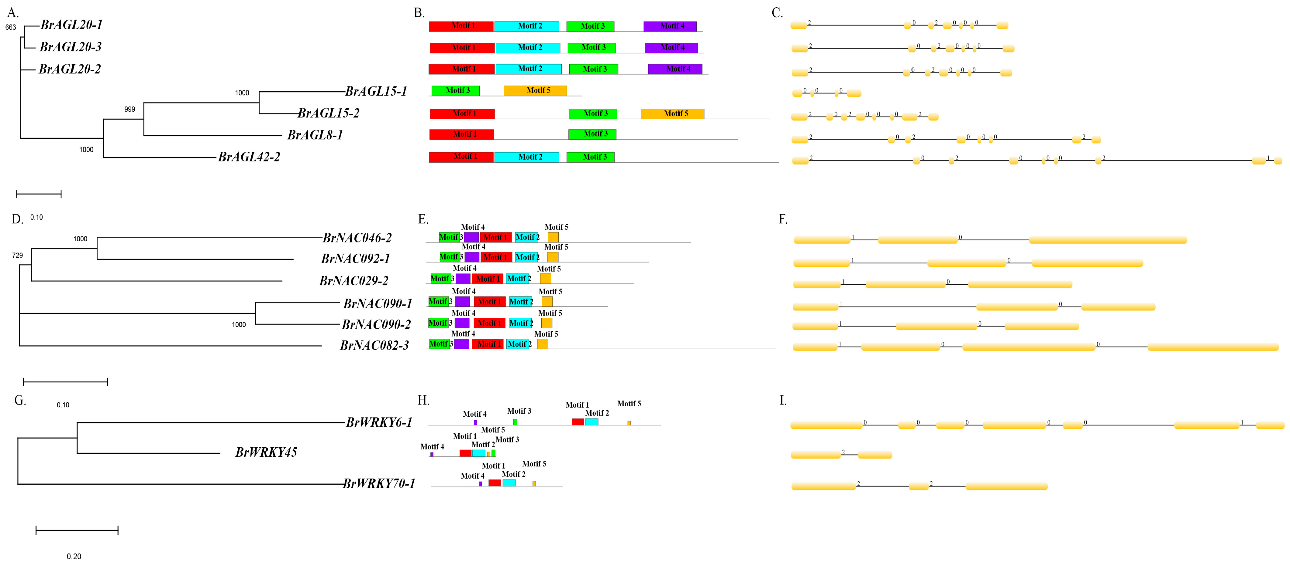Ijms Free Full Text Comparative Transcriptome Based Mining Of Senescence Related Mads Nac And Wrky Transcription Factors In The Rapid Senescence Line Dls 91 Of Brassica Rapa Html Ijms Free Full Text Comparative Transcriptome Based Mining Of Senescence Related Mads Nac And Wrky Transcription Factors In The Rapid Senescence Line Dls 91 Of Brassica Rapa Html