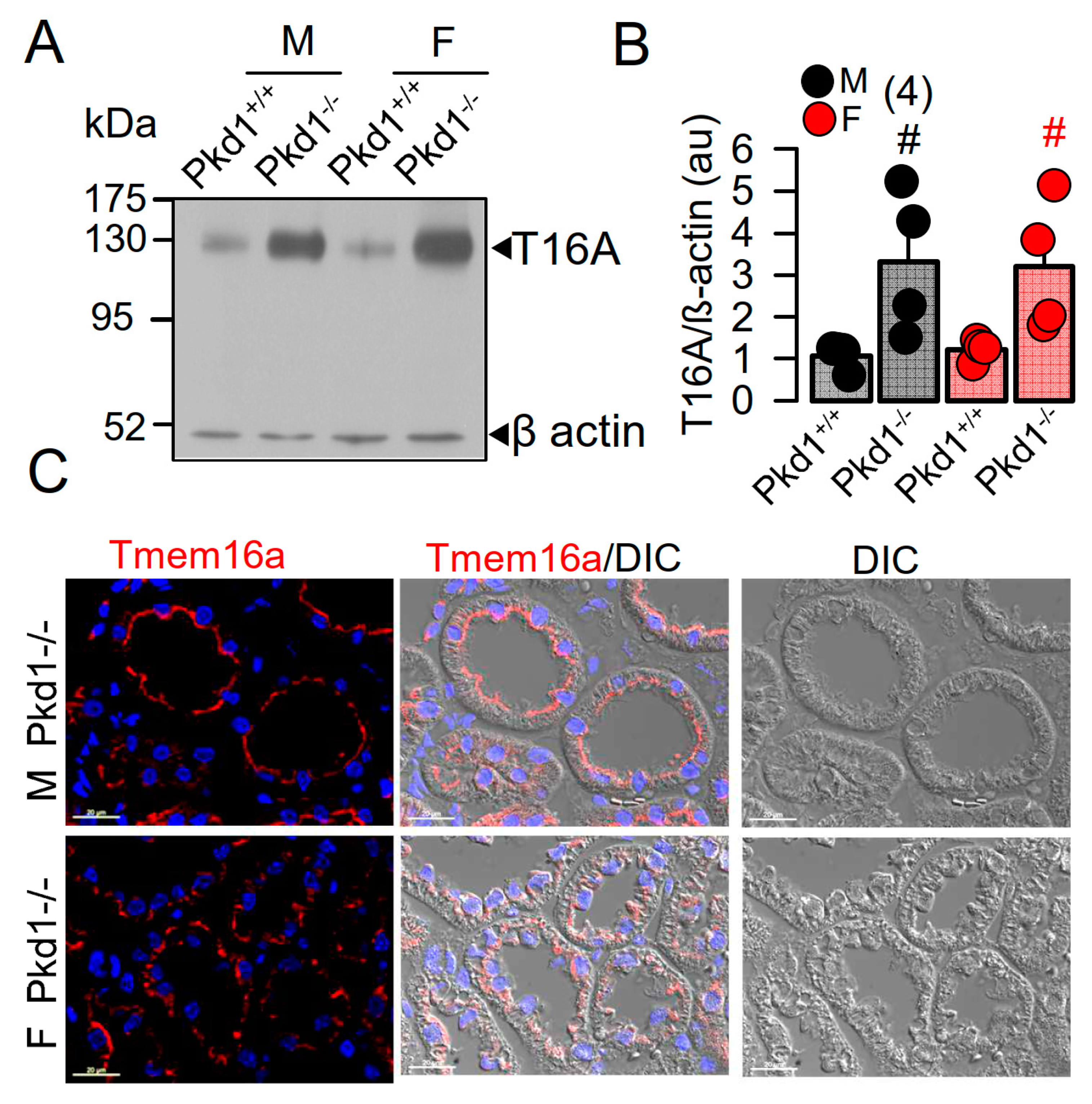 Ijms 22 06019 g002 Ijms 22 06019 g002