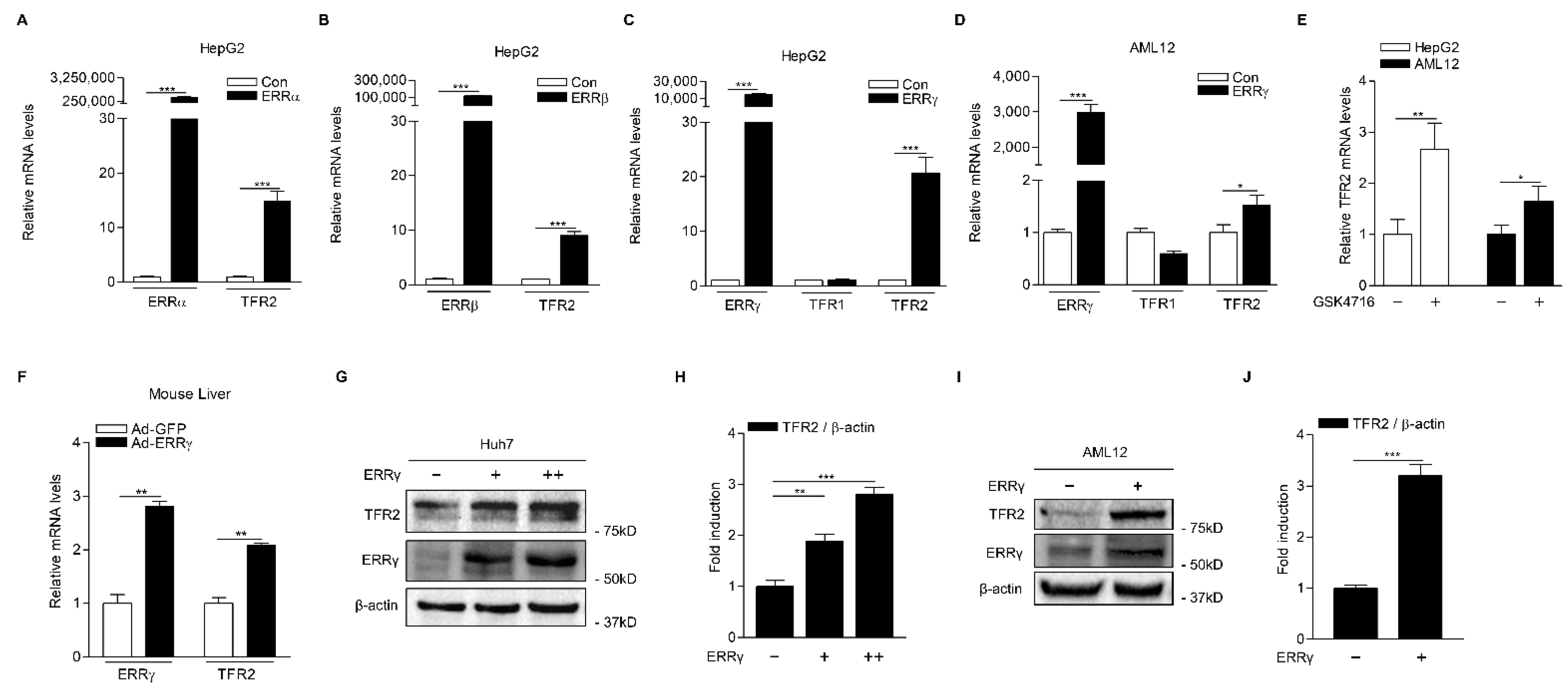 Ijms 22 06021 g003 Ijms 22 06021 g003