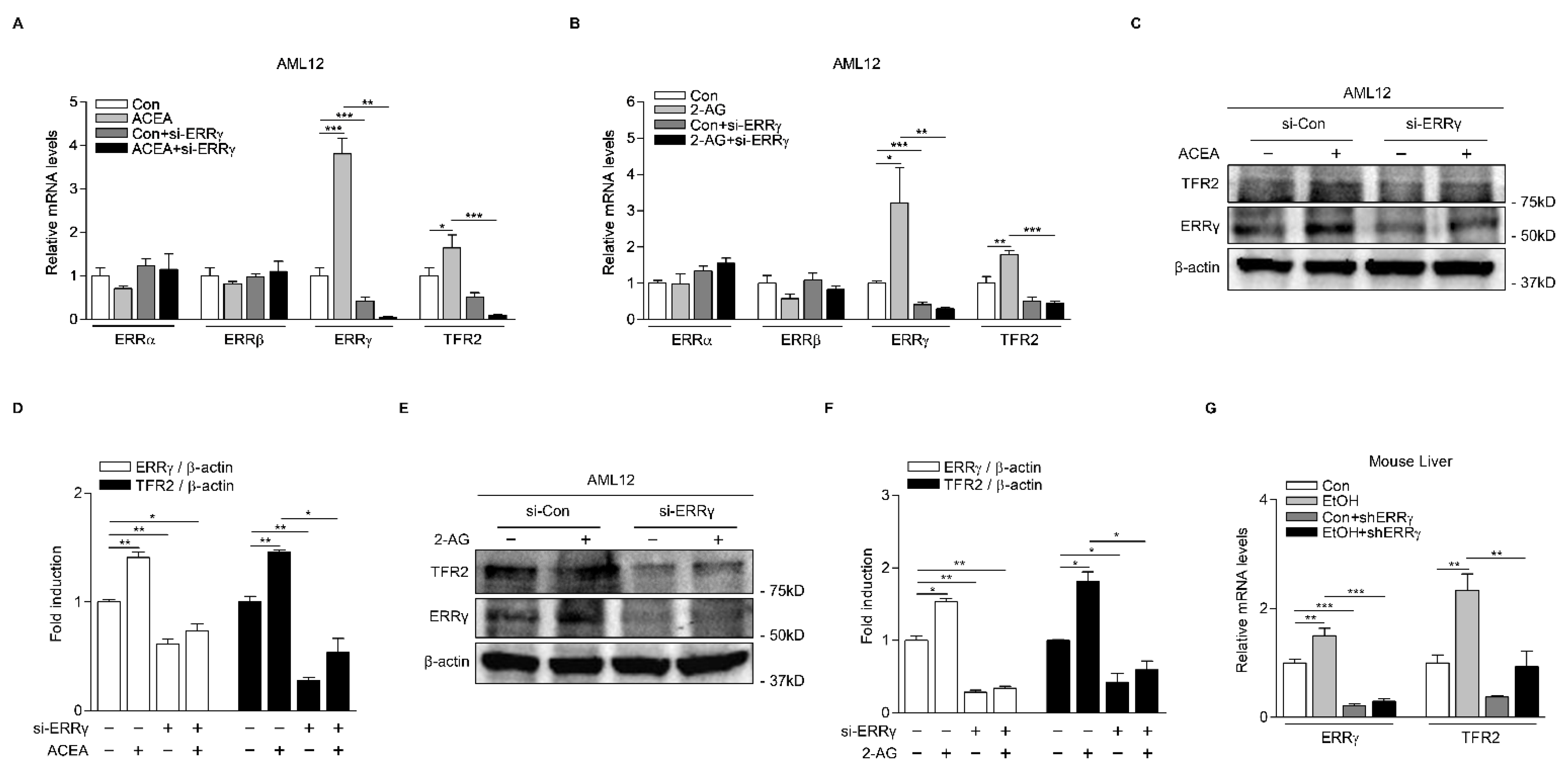 Ijms 22 06021 g004 Ijms 22 06021 g004