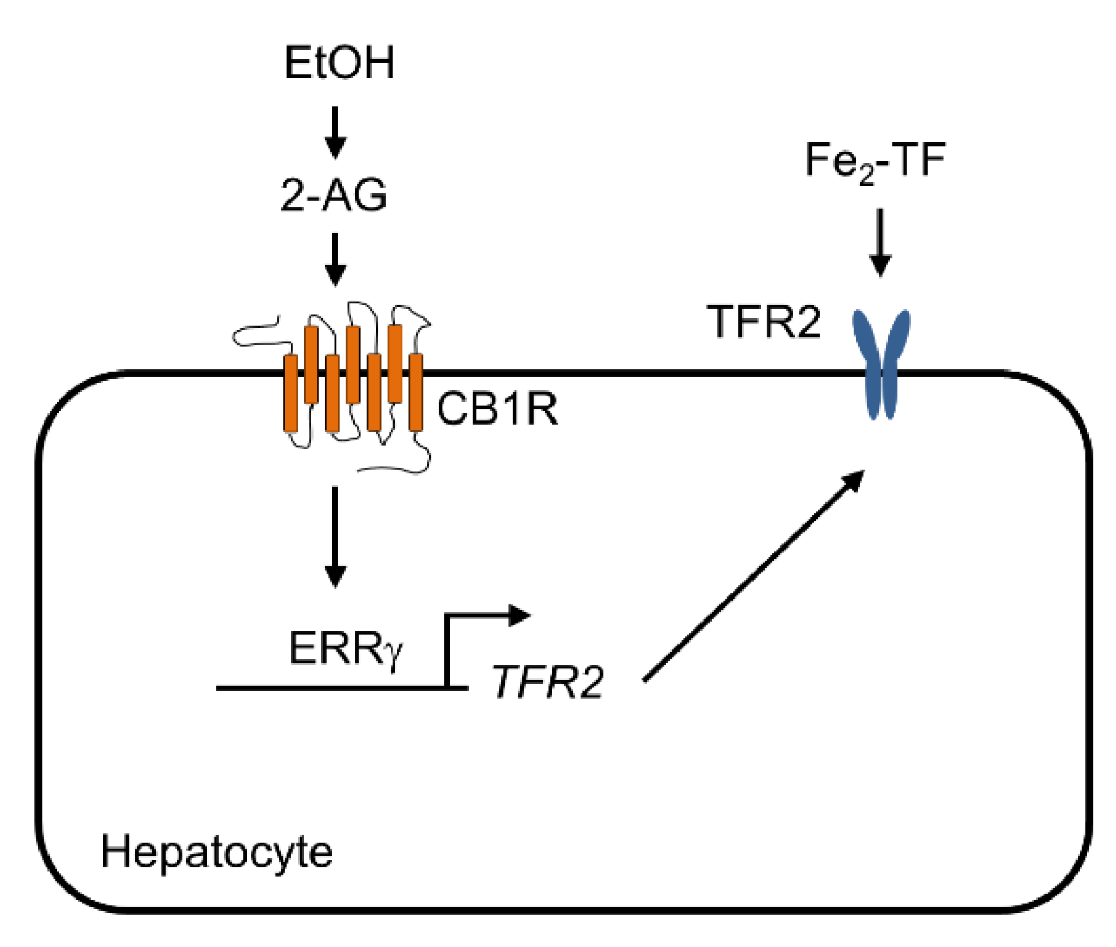 Ijms 22 06021 g006 Ijms 22 06021 g006