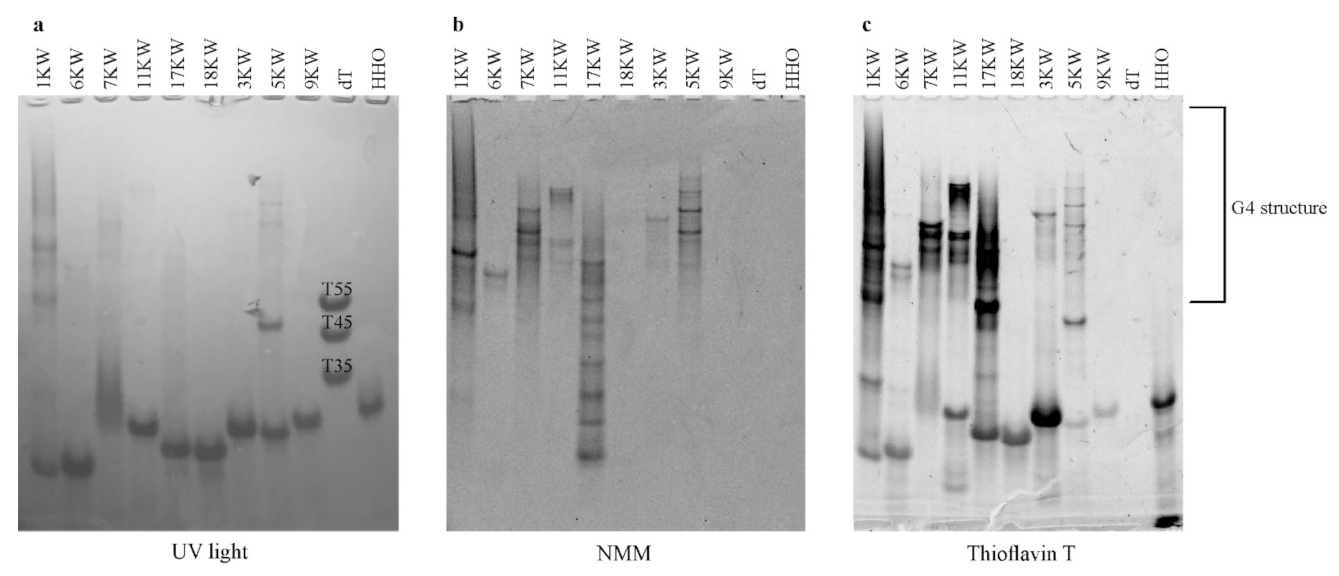 Ijms 22 06031 g005 Ijms 22 06031 g005