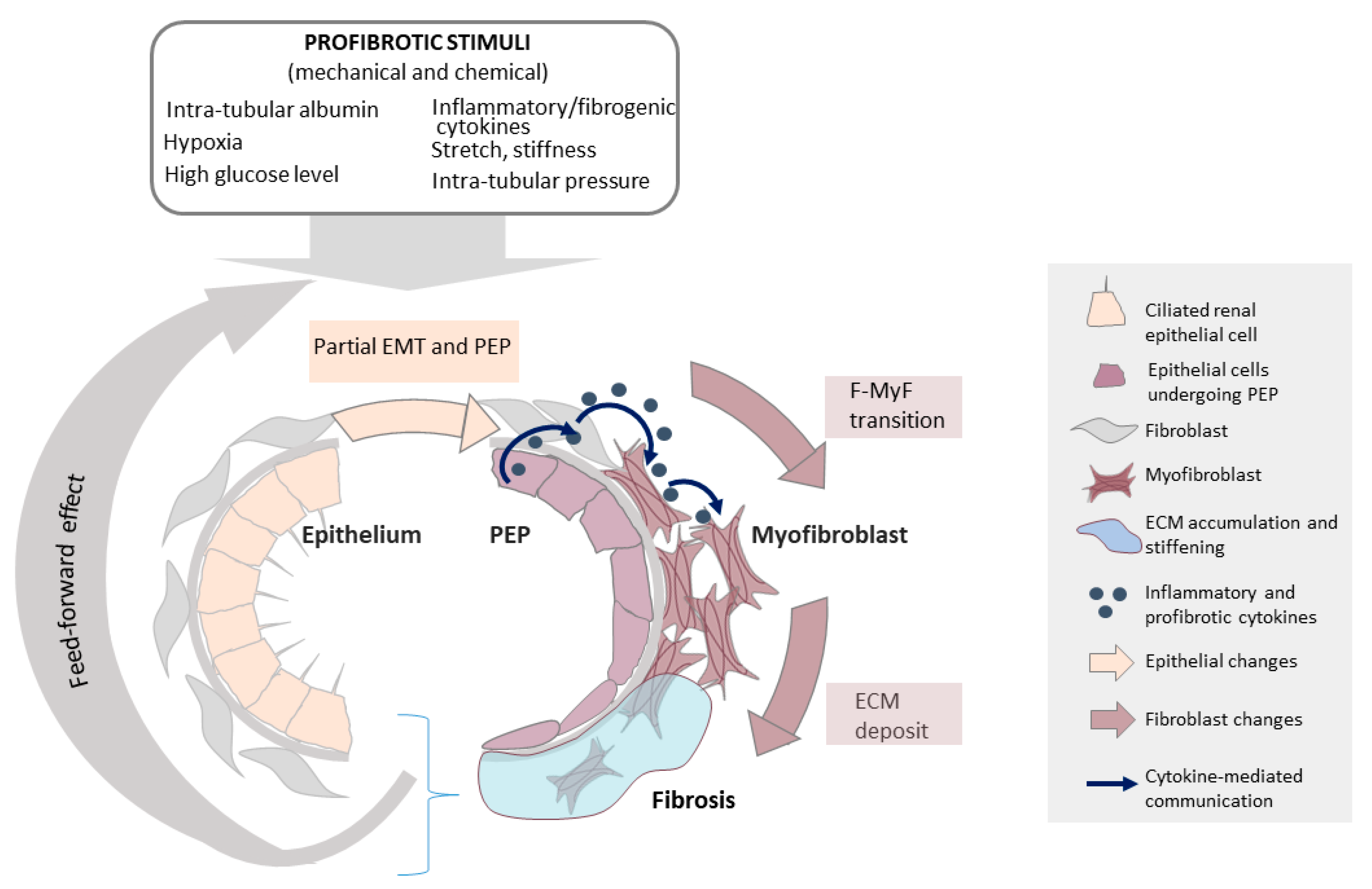 Ijms 22 06040 g004 Ijms 22 06040 g004