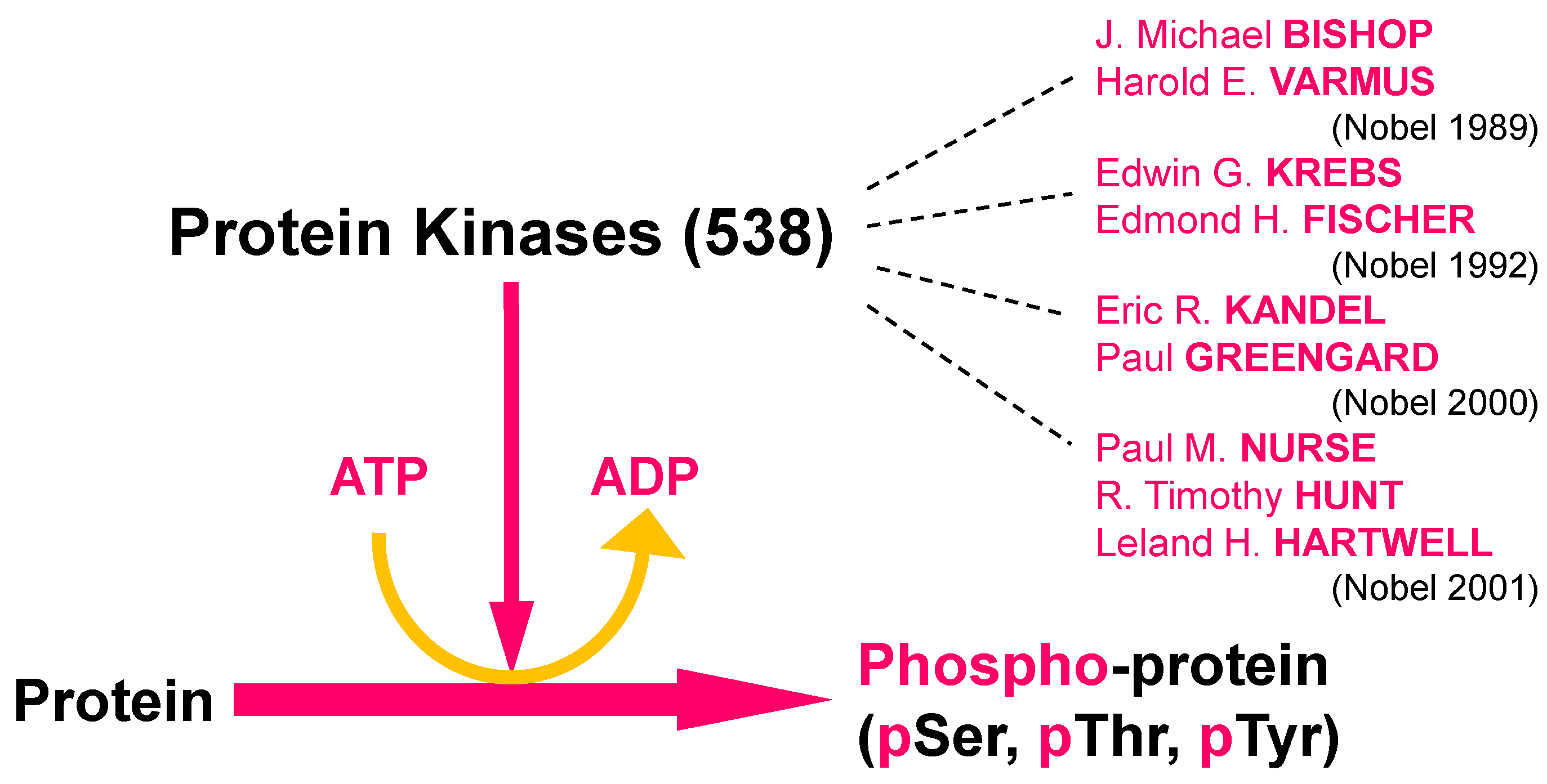 Ijms Free Full Text Dual Specificity Tyrosine Phosphorylation Regulated Kinases Dyrks And Cdc2 Like Kinases Clks In Human Disease An Overview Html