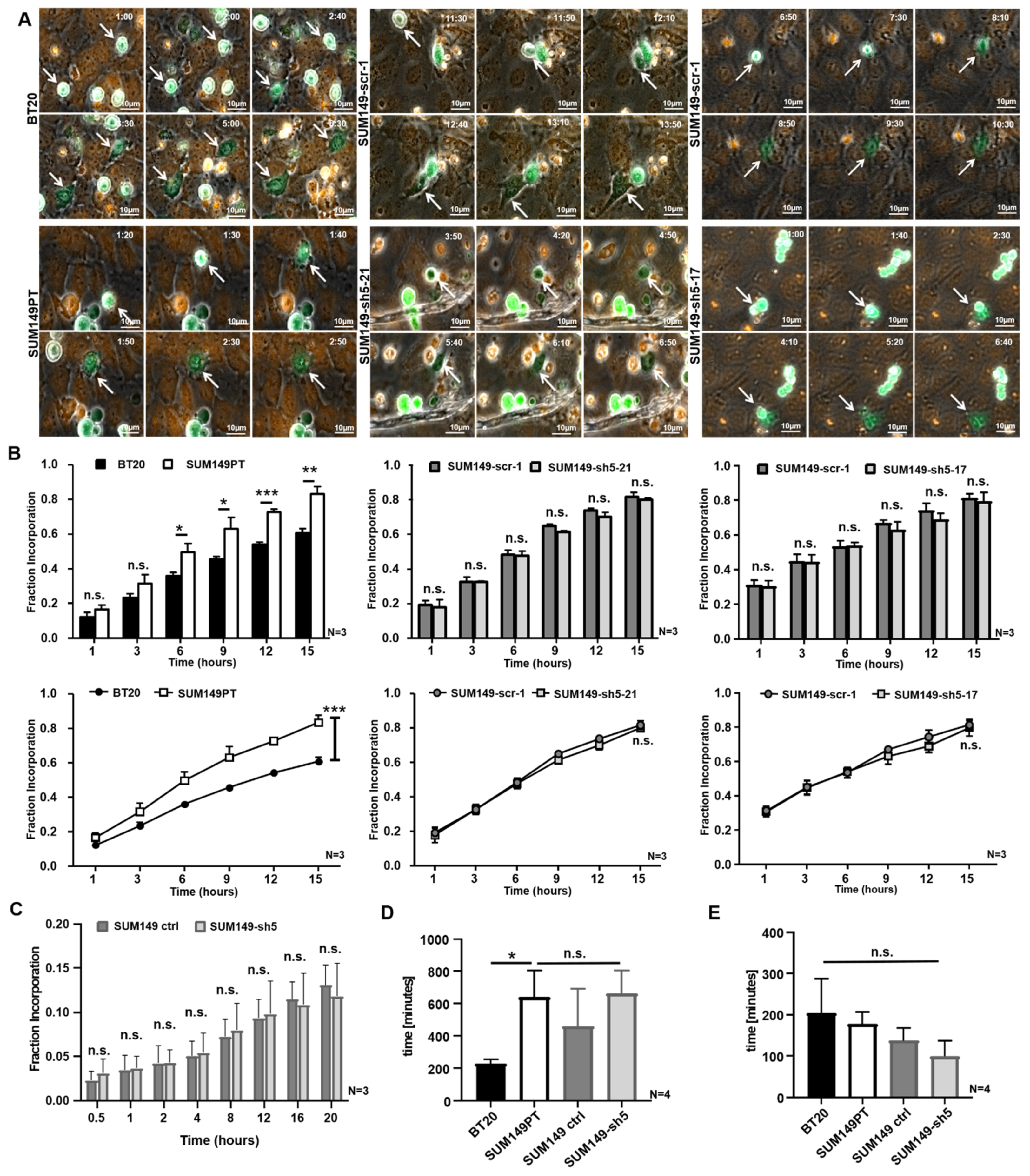 Ijms 22 06049 g003 Ijms 22 06049 g003