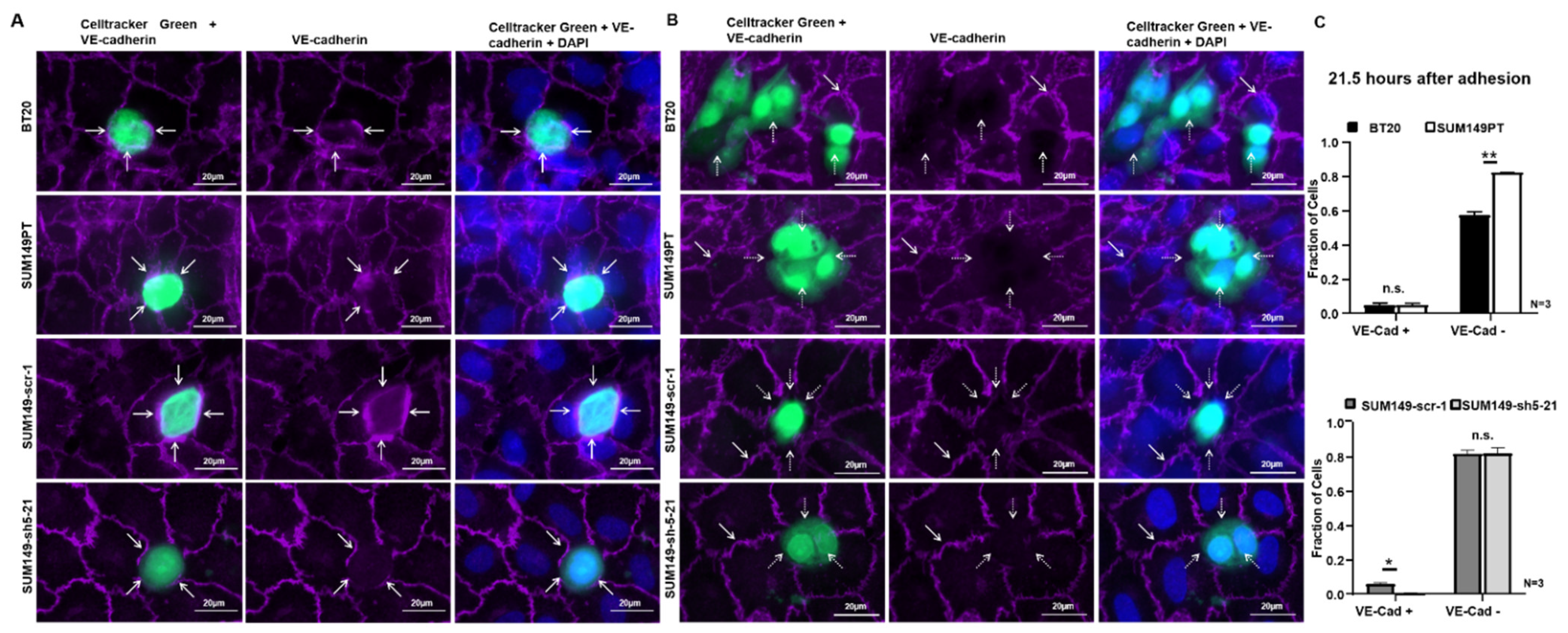 Ijms 22 06049 g004 Ijms 22 06049 g004