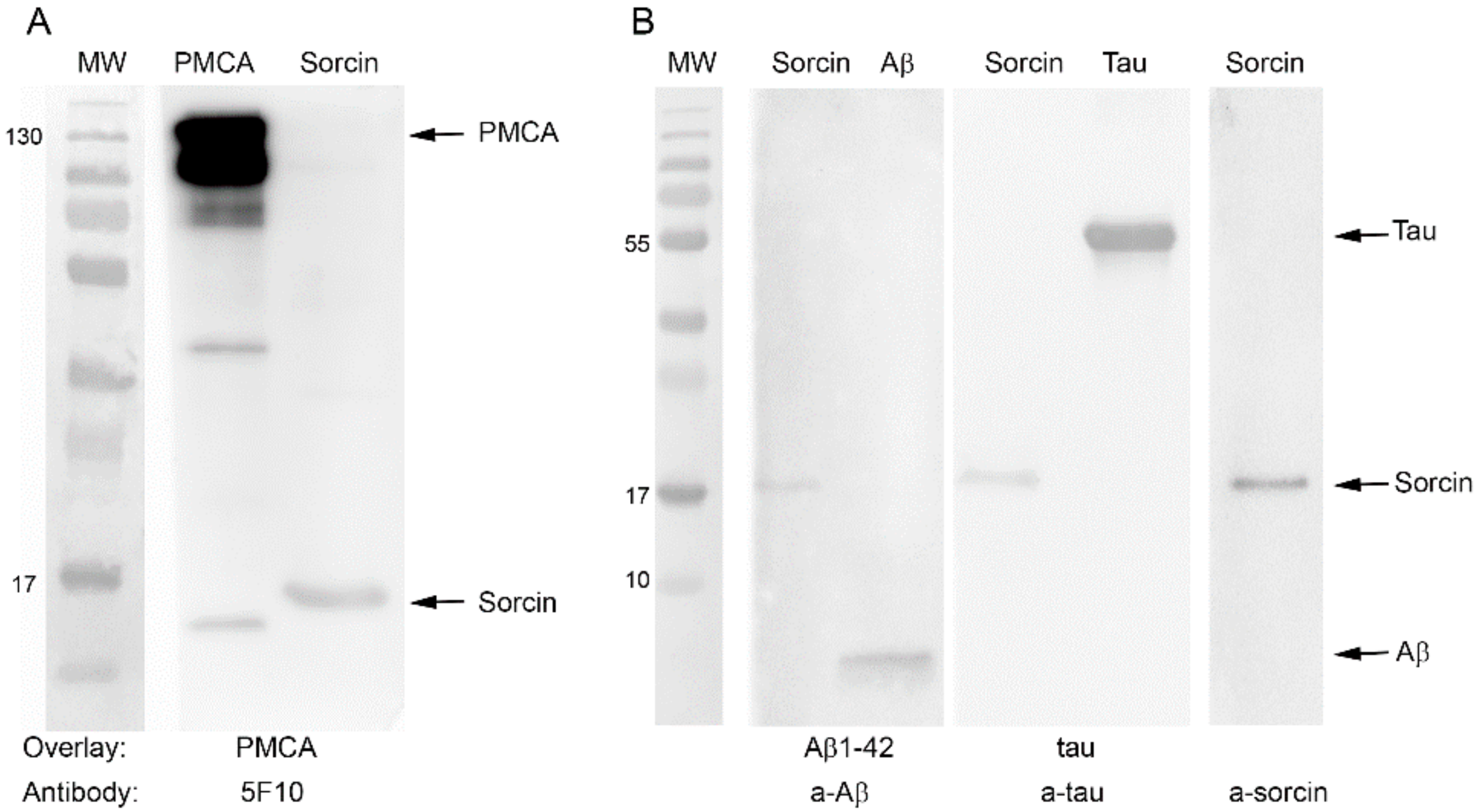 Ijms 22 06055 g007 Ijms 22 06055 g007