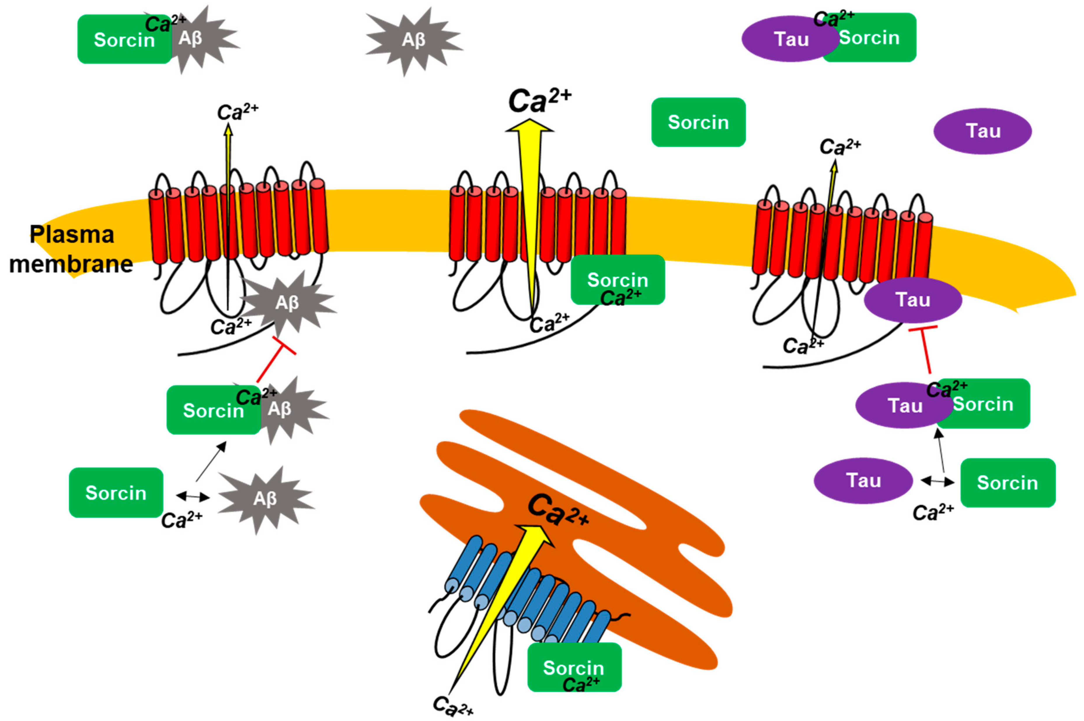 Ijms 22 06055 g008 Ijms 22 06055 g008