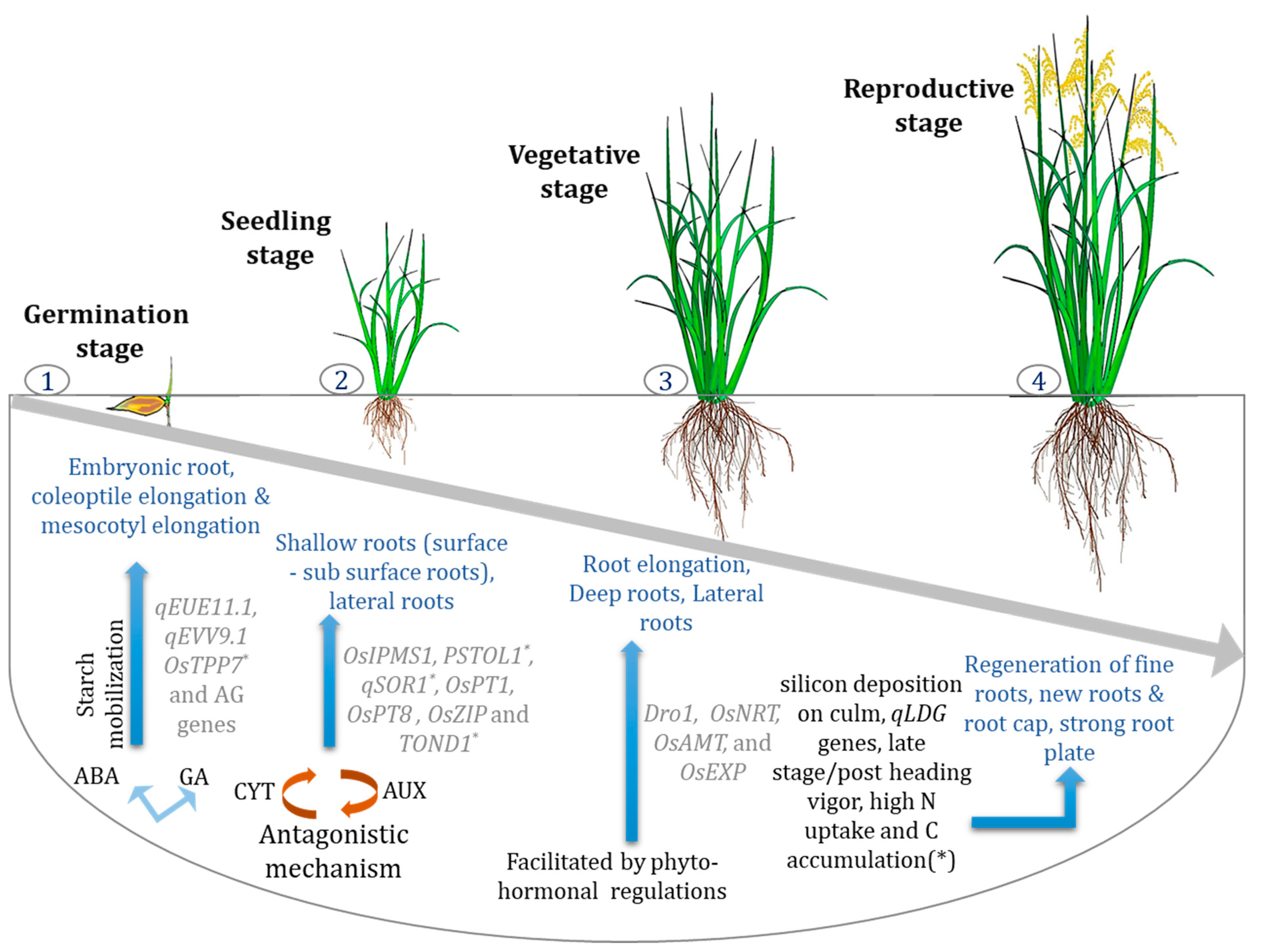 Ijms 22 06058 g002 Ijms 22 06058 g002
