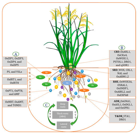 激安アウトレット処分市 | 激安通販のイーサプライ Proofing and Plasticity Root Better with Rice Direct-Seeded ウィッグ・エクステ