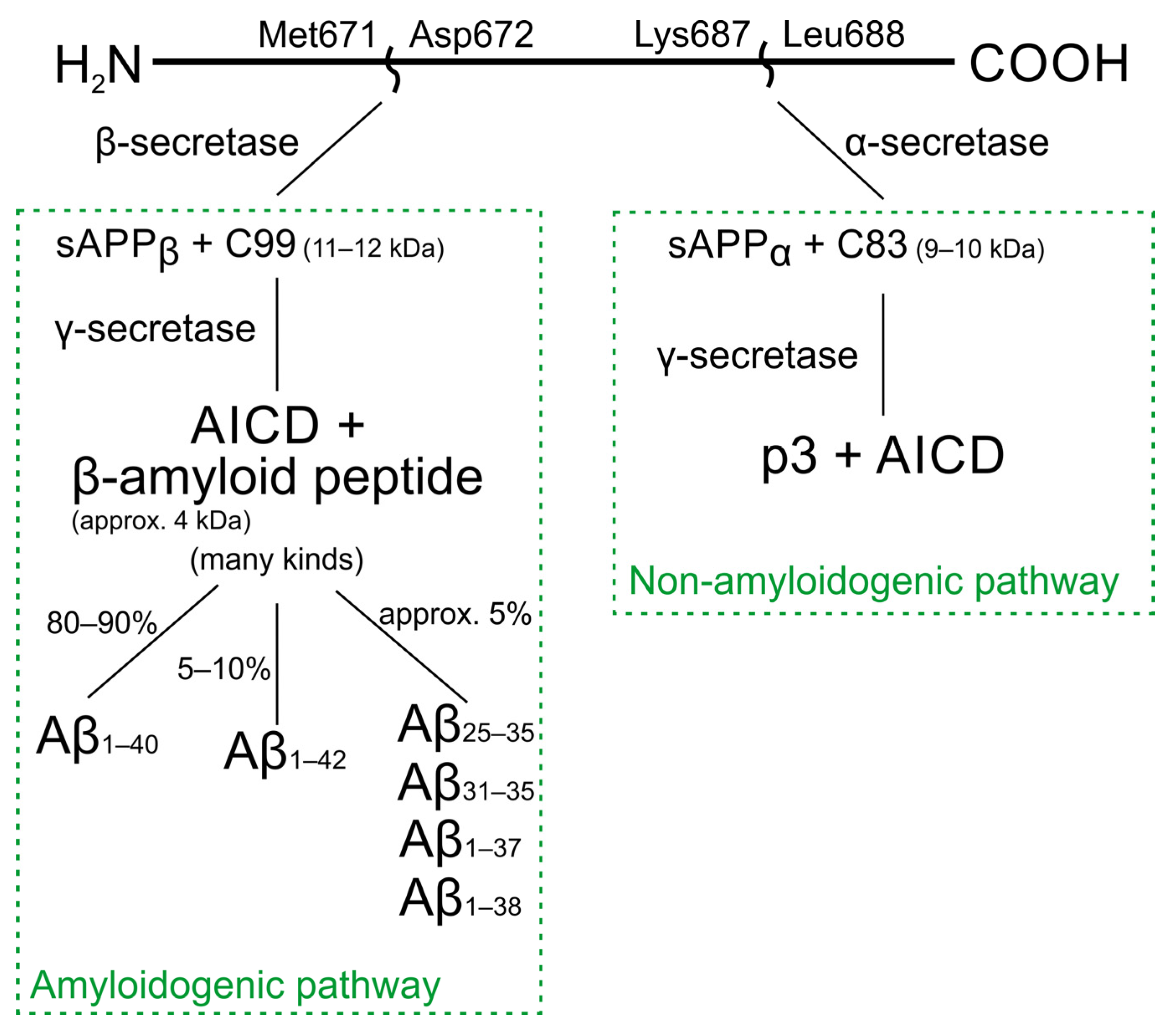 Ijms Free Full Text Interactions Of Amyloid B With Membrane Proteins Html
