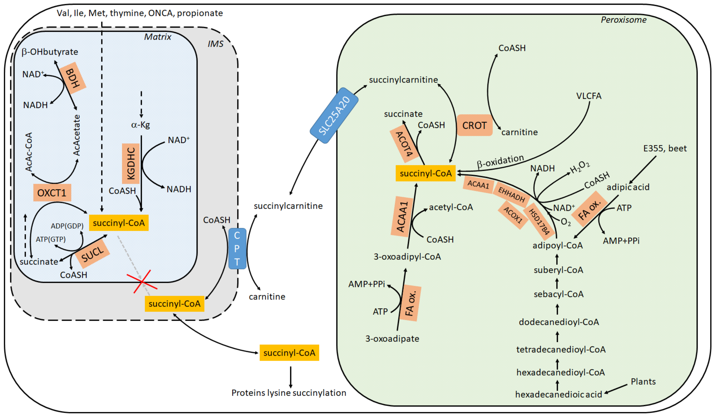 Ijms 22 06085 g001 Ijms 22 06085 g001