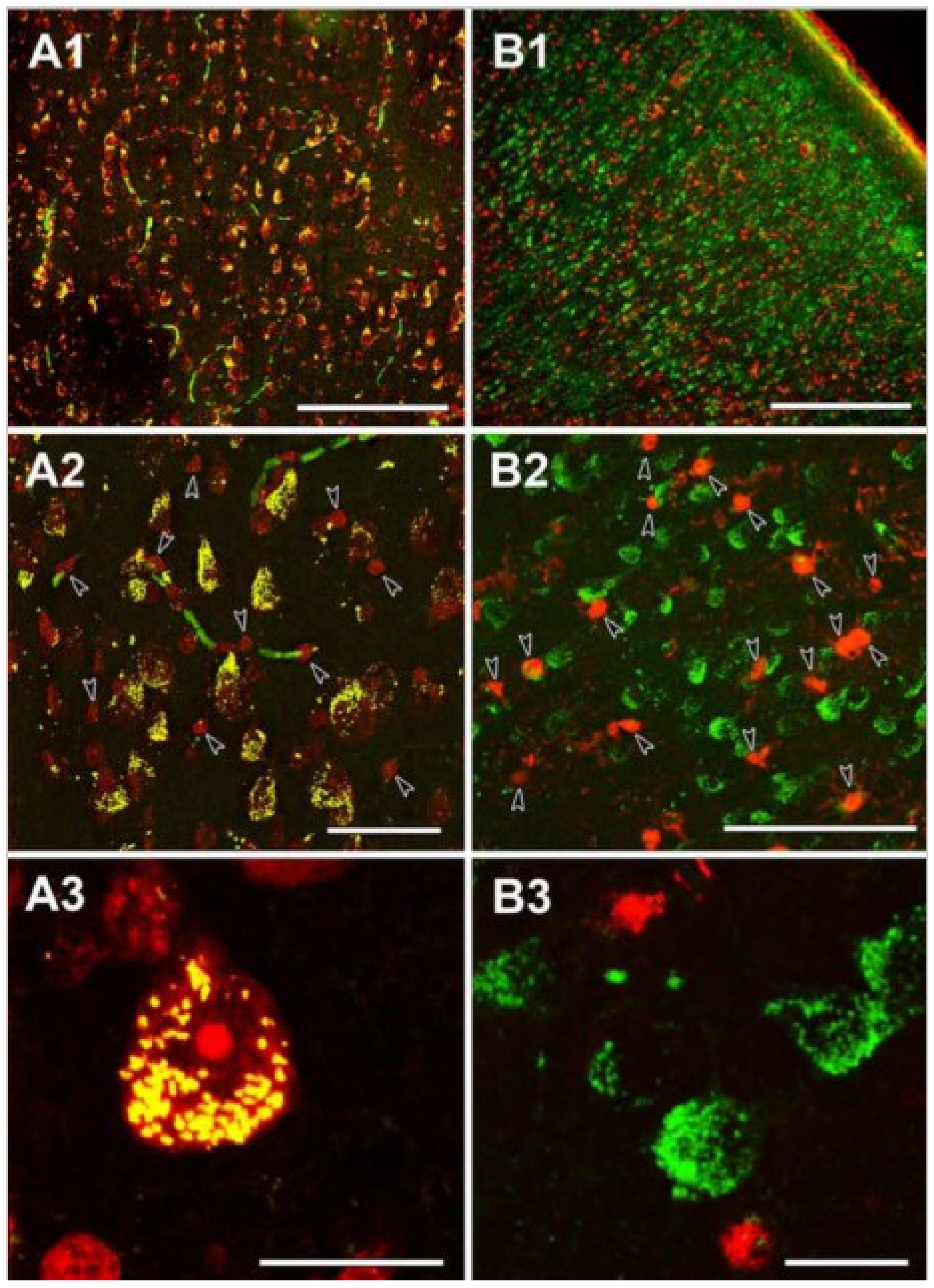 Ijms 22 06085 g002 Ijms 22 06085 g002