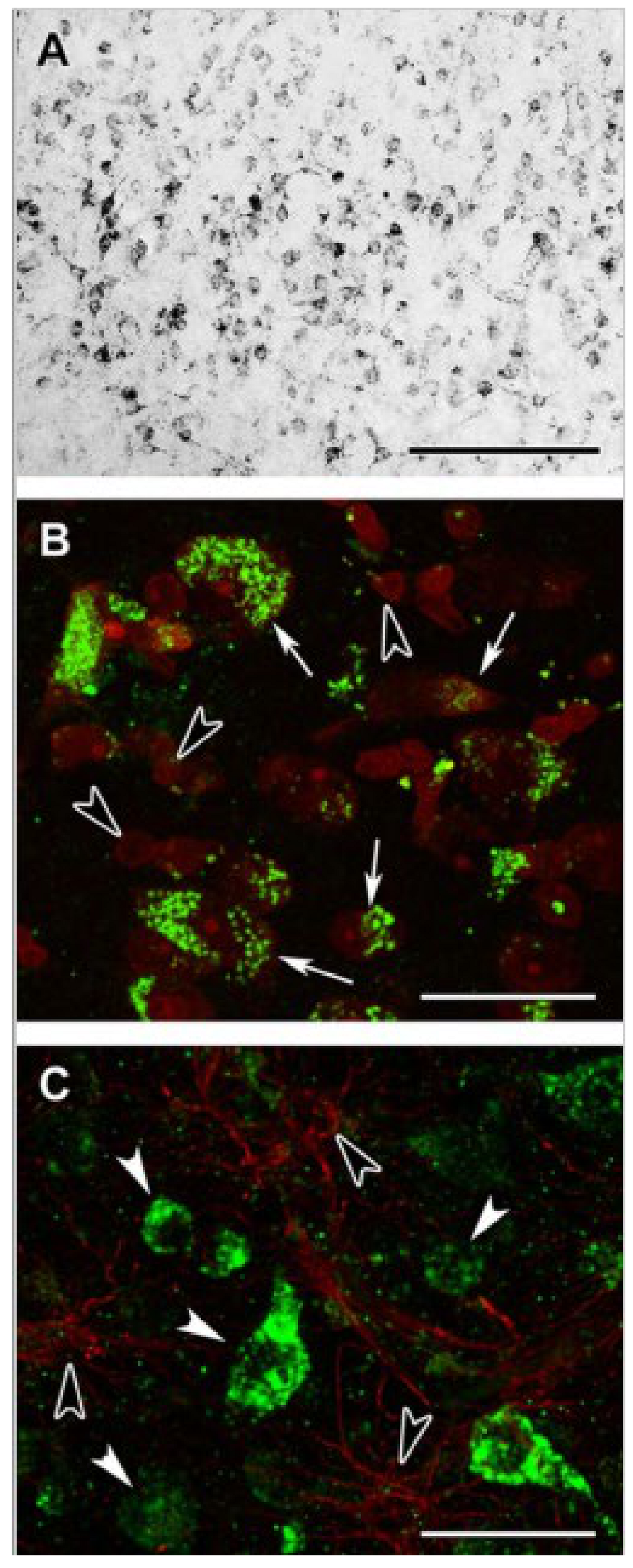Ijms 22 06085 g004 Ijms 22 06085 g004