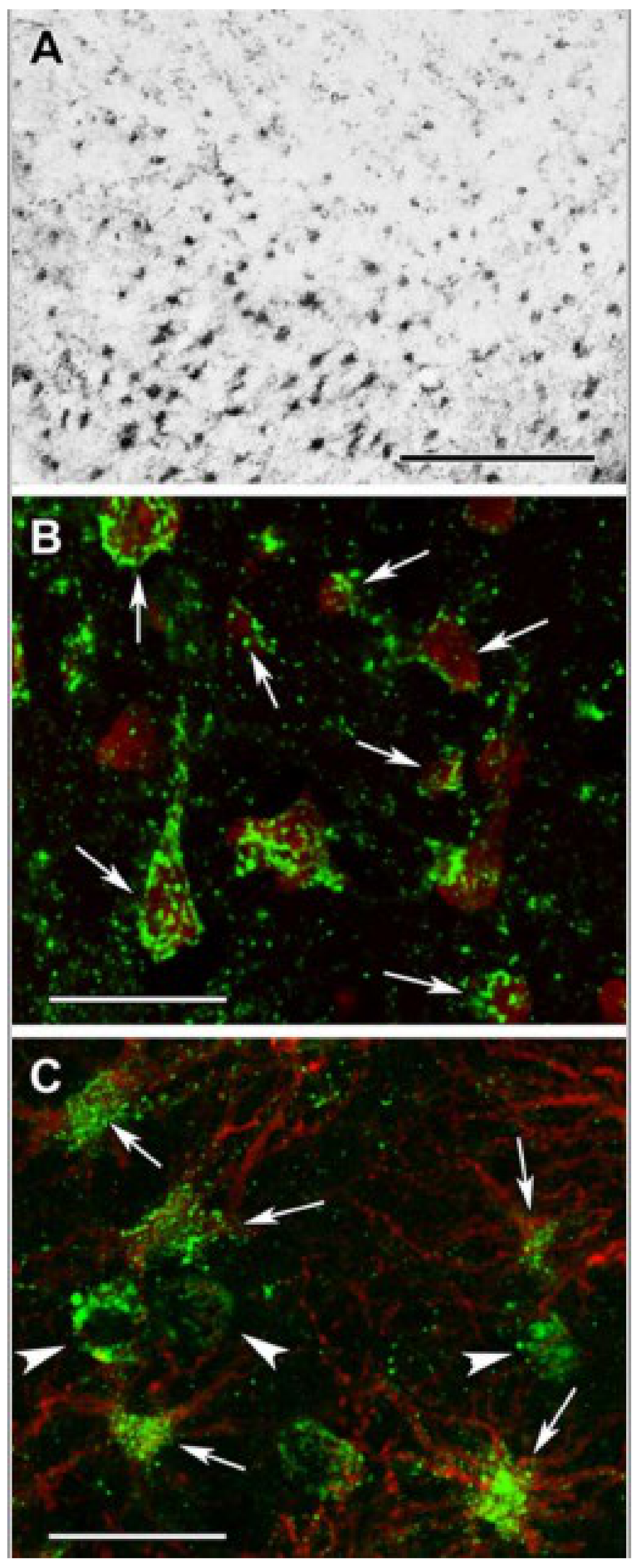 Ijms 22 06085 g005 Ijms 22 06085 g005