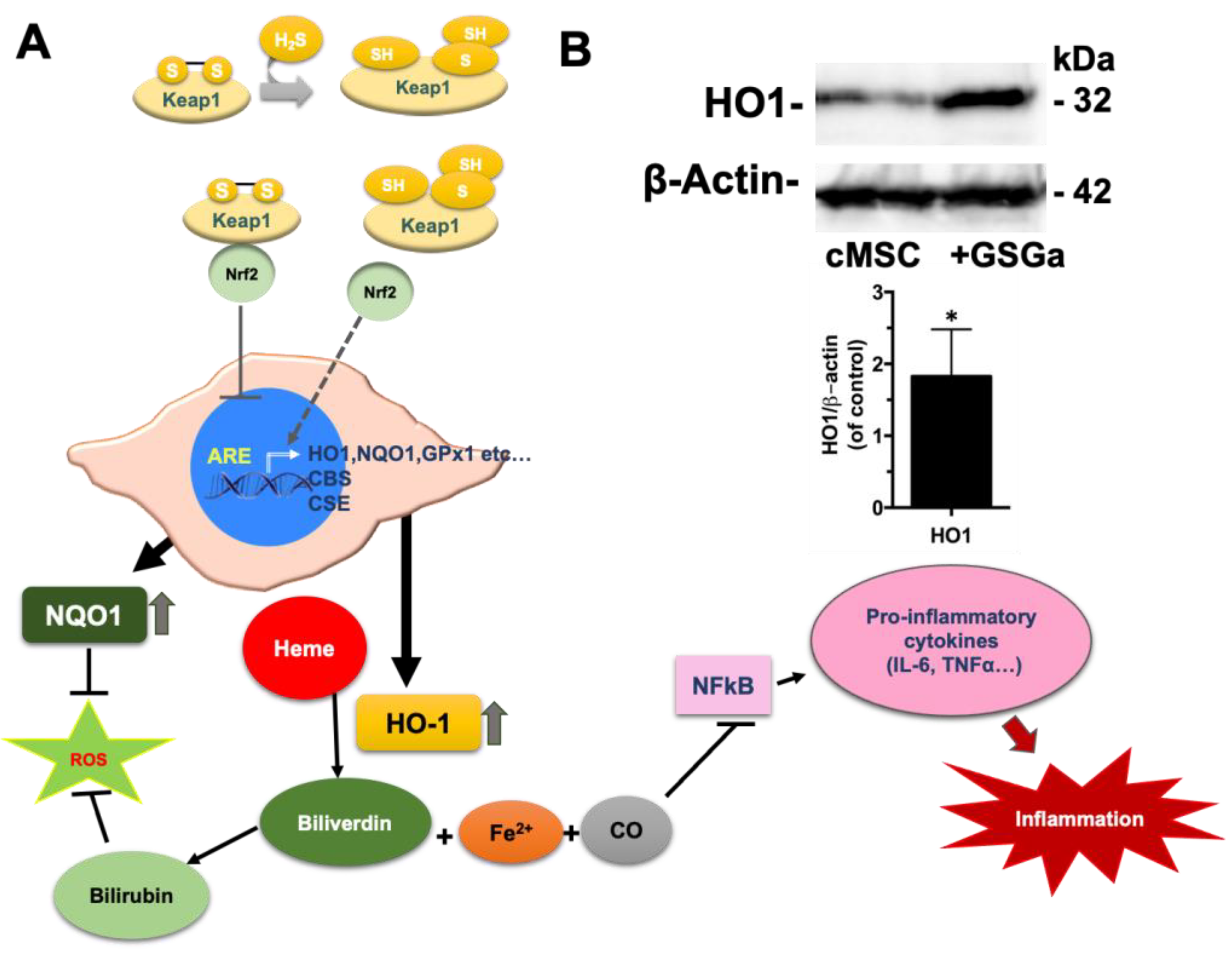 Ijms 22 06095 g003 Ijms 22 06095 g003