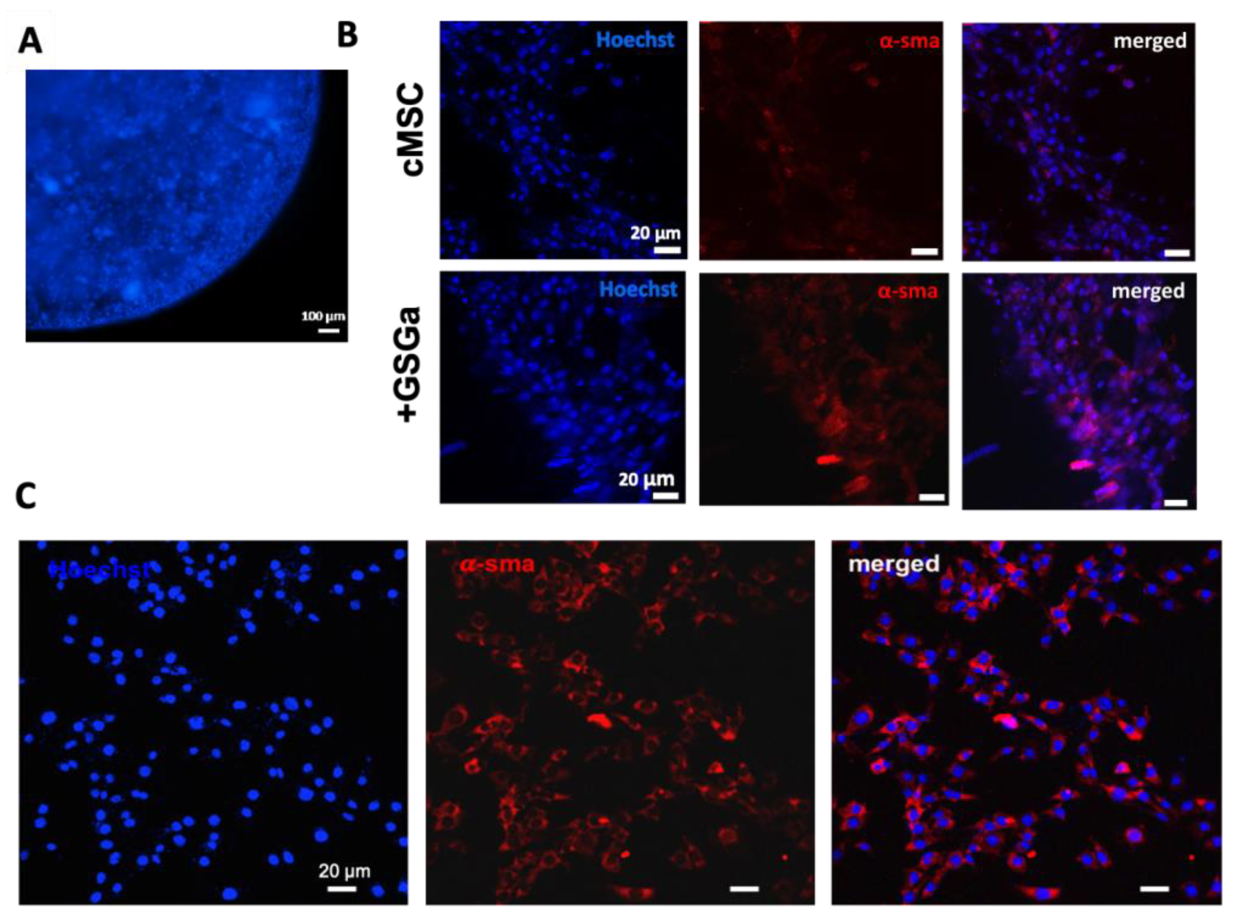 Ijms 22 06095 g007 Ijms 22 06095 g007