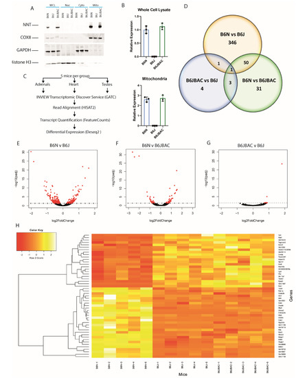IJMS  Free Full-Text  Loss of Nnt Increases Expression of 