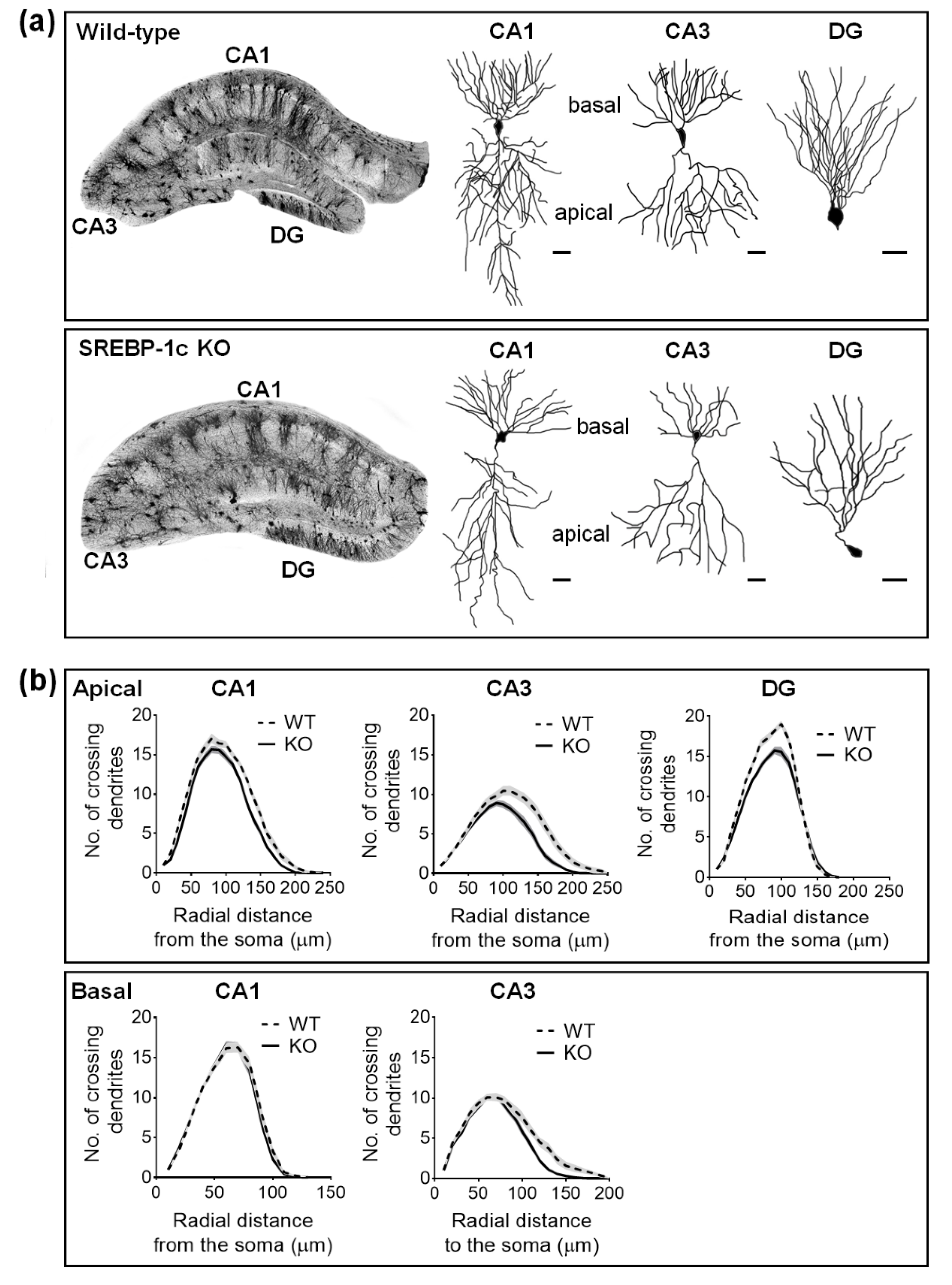 Ijms 22 06103 g002 Ijms 22 06103 g002