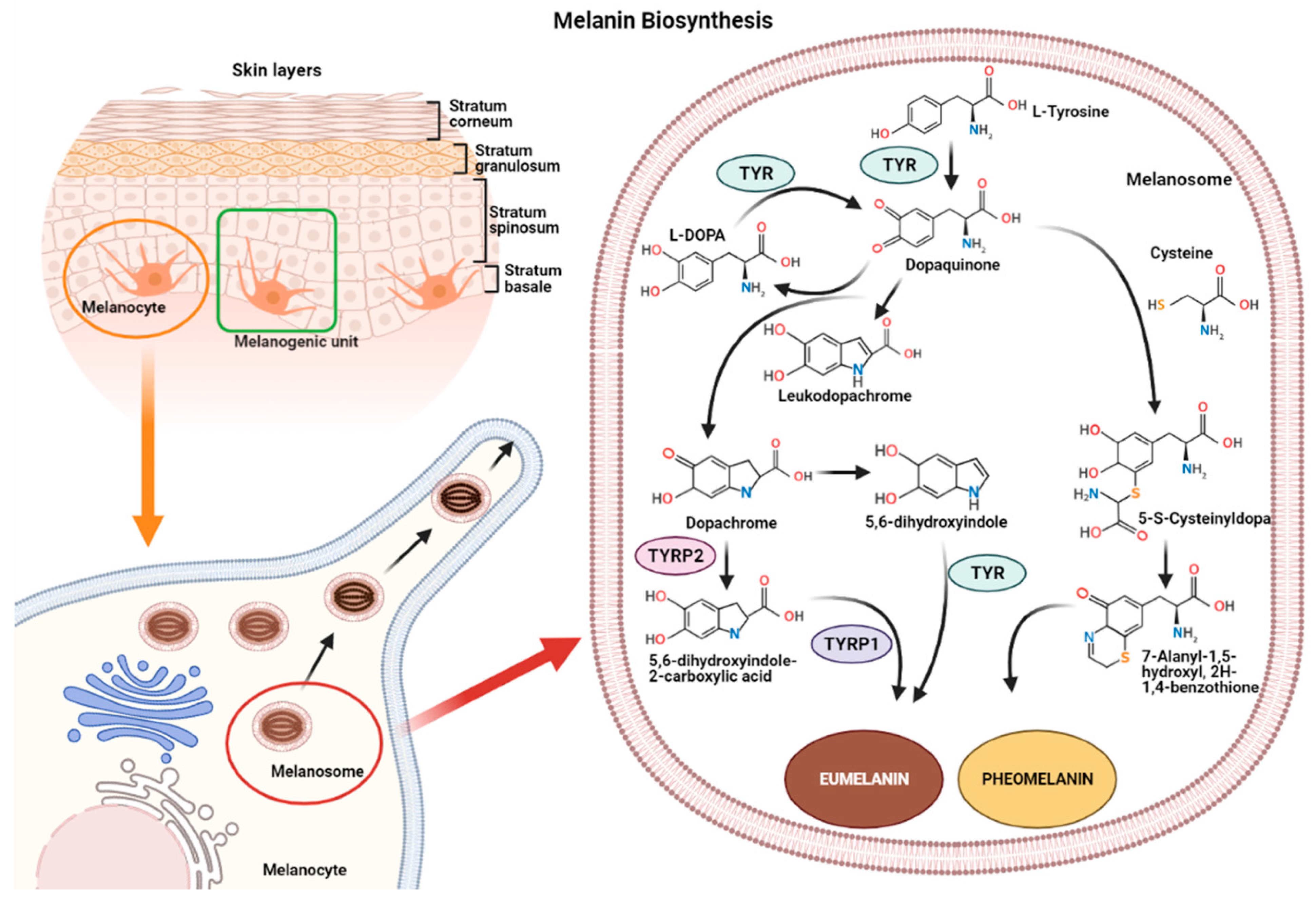 IJMS | Free Full-Text | microRNAs in the Regulation of Melanogenesis