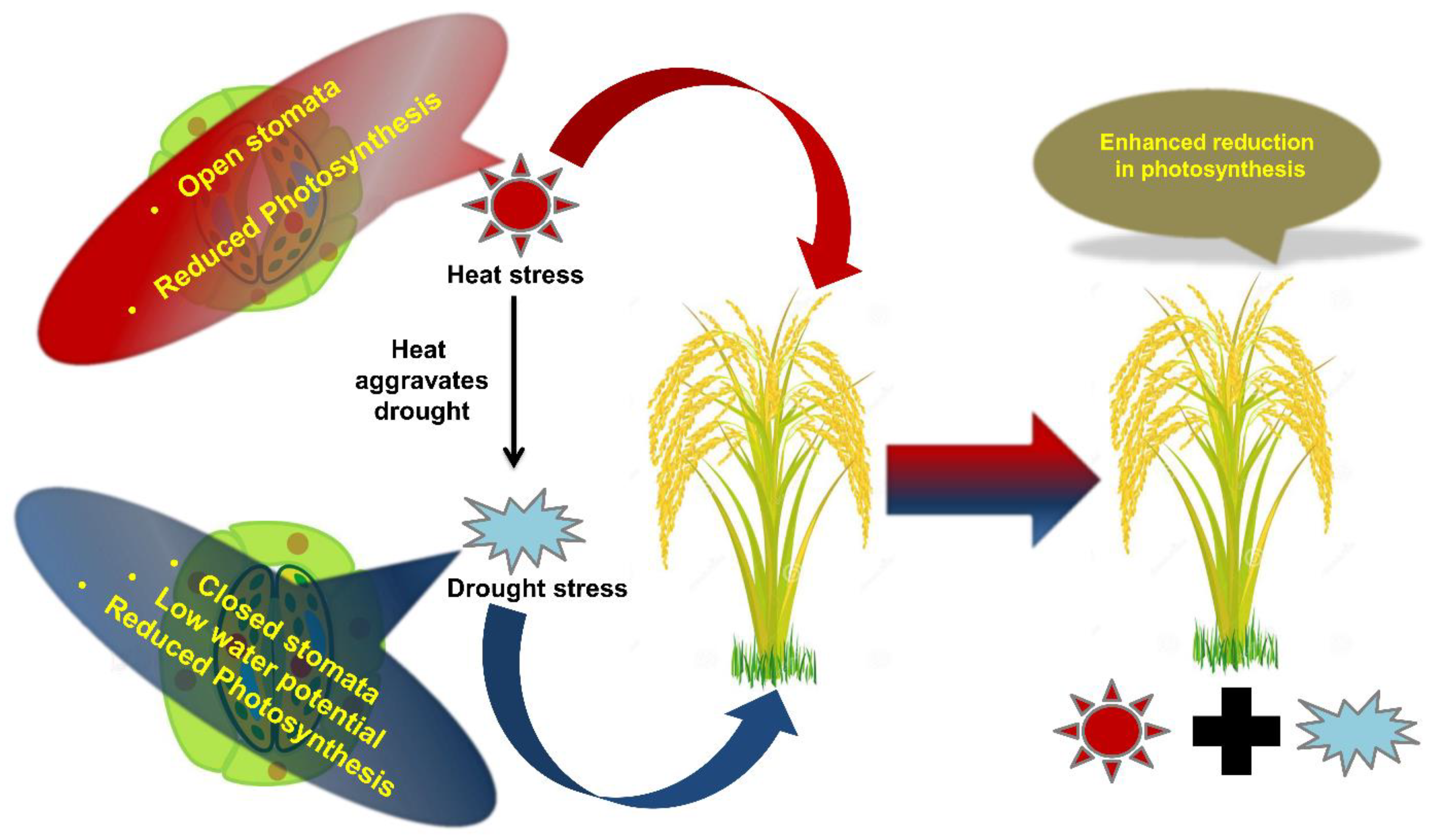 Ijms Free Full Text Elucidating The Response Of Crop Plants Towards Individual Combined And Sequentially Occurring Abiotic Stresses Html Ijms Free Full Text Elucidating The Response Of Crop Plants Towards Individual Combined And Sequentially Occurring Abiotic Stresses Html