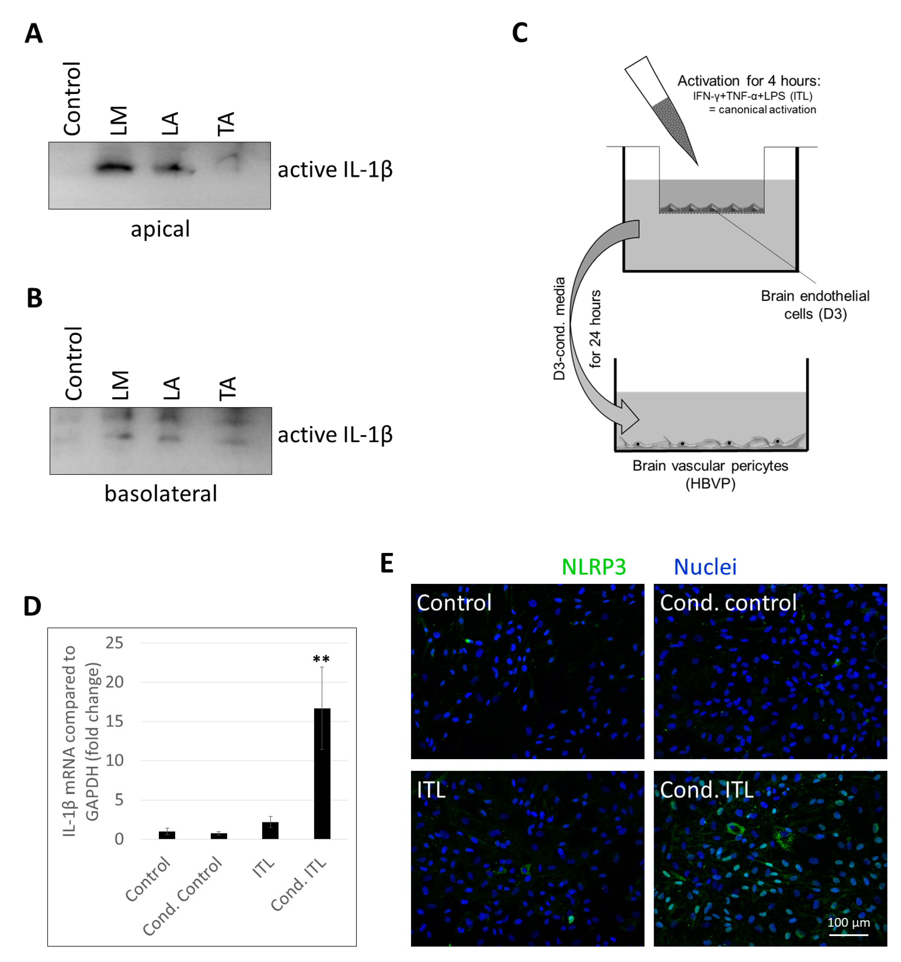Ijms 22 06122 g005 Ijms 22 06122 g005