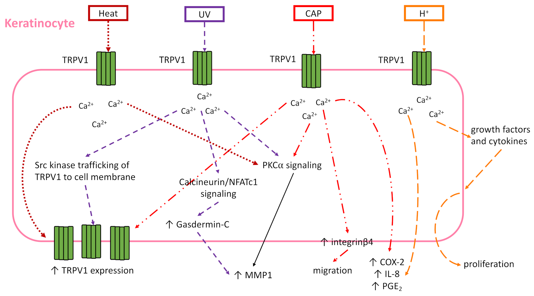Ijms 22 06135 g003 Ijms 22 06135 g003