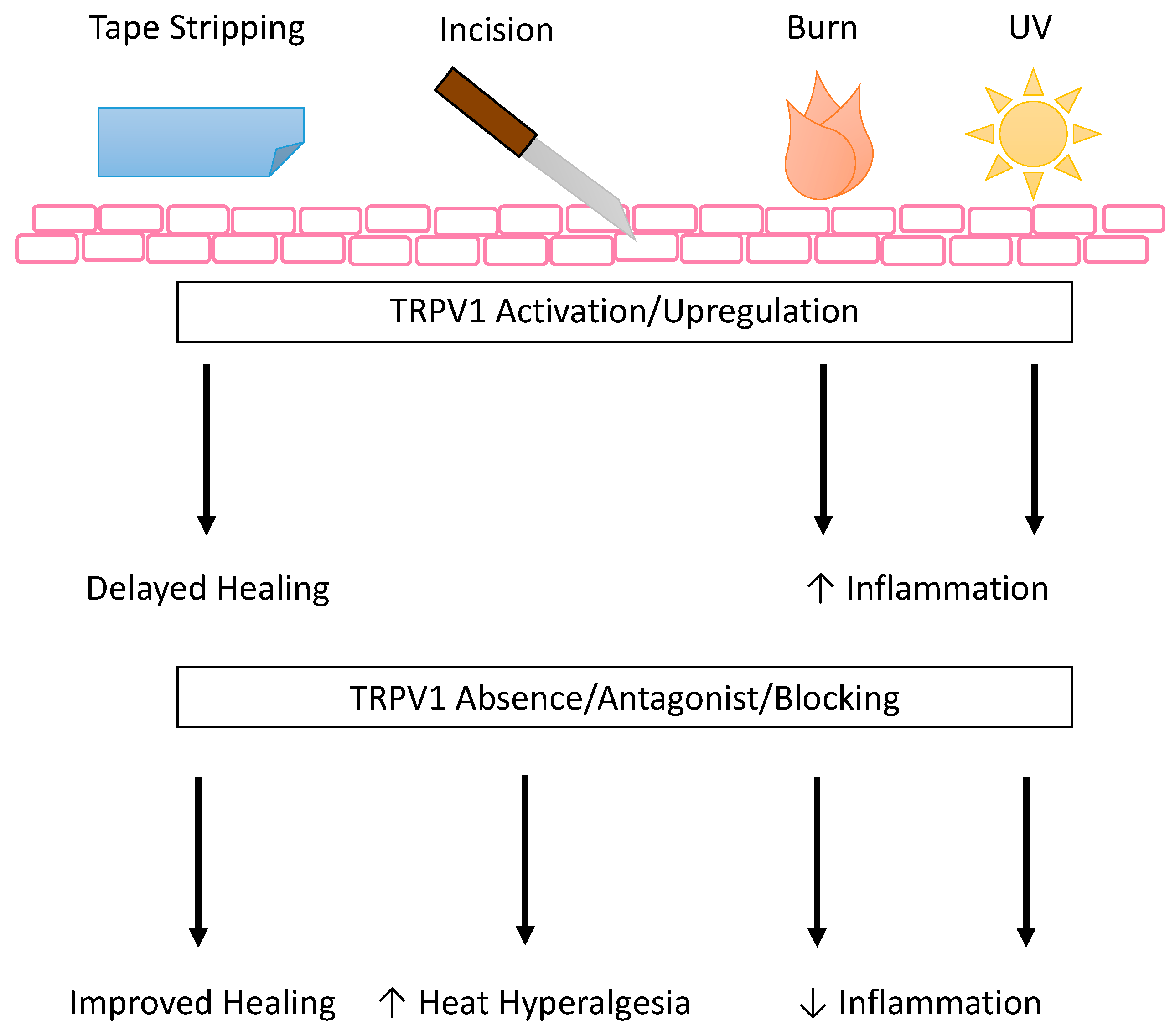 Ijms 22 06135 g005 Ijms 22 06135 g005
