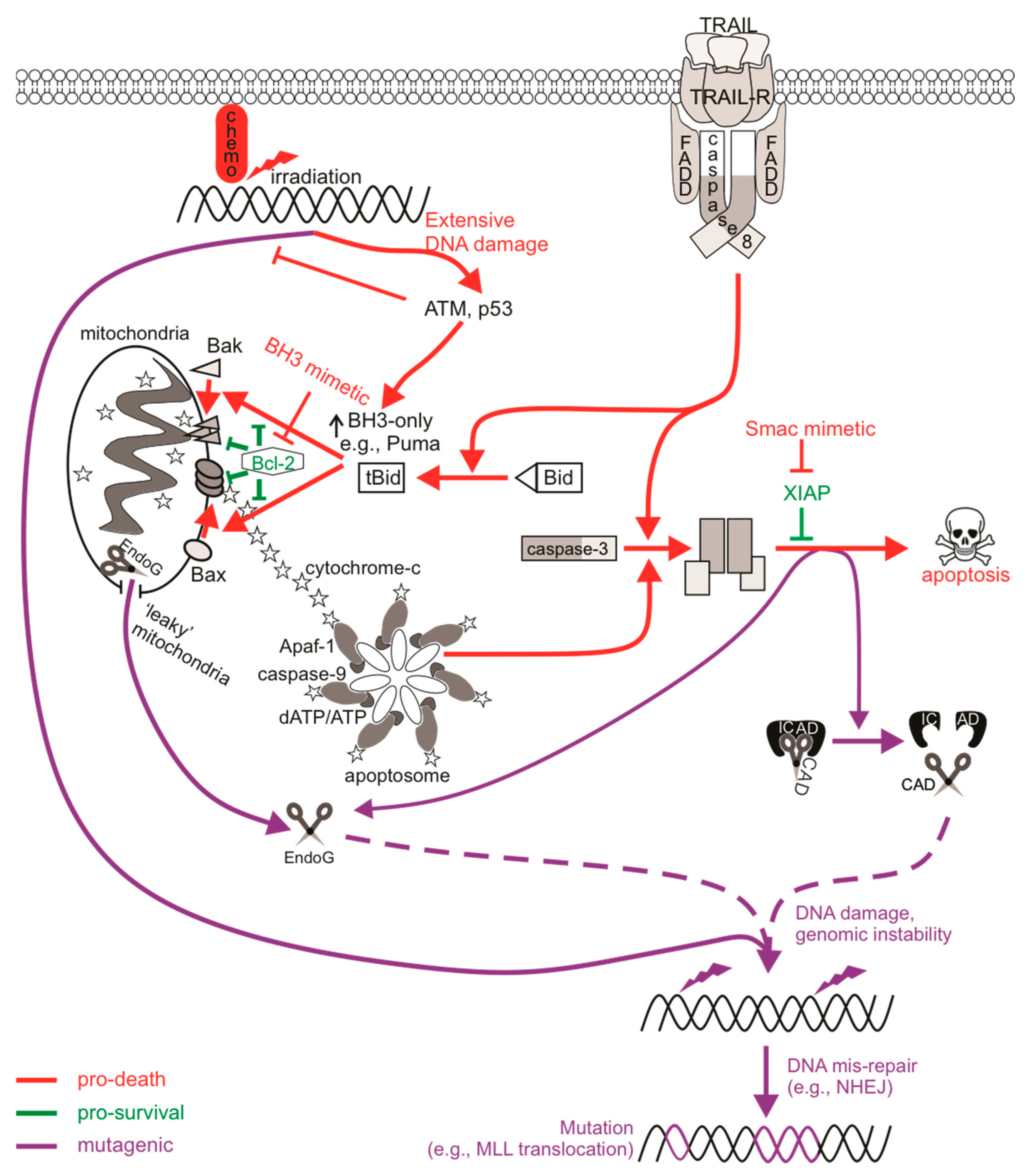 dna chromatin histone cad icad dna chromatin histone cad icad