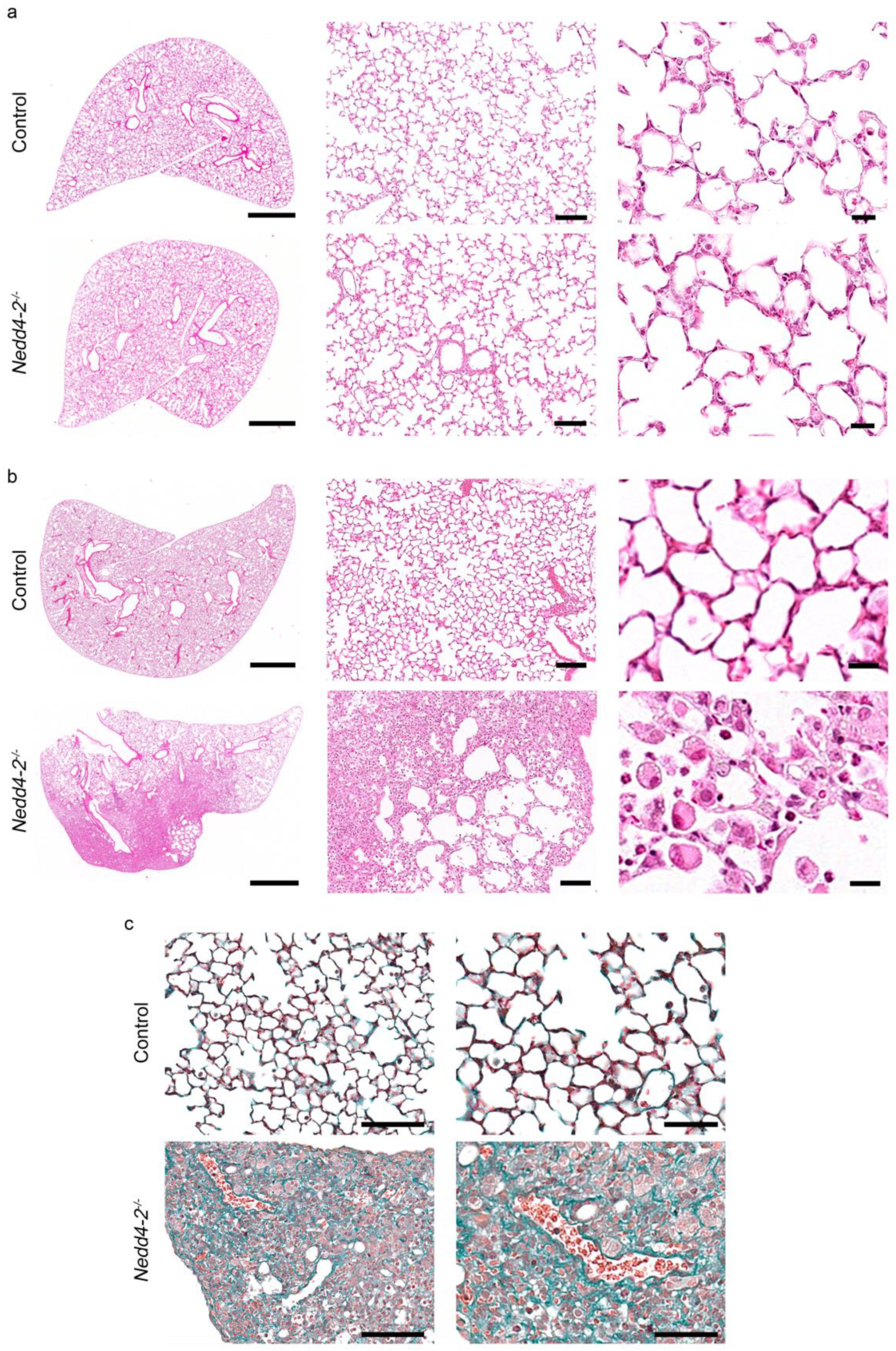 Ijms 22 06146 g002 Ijms 22 06146 g002