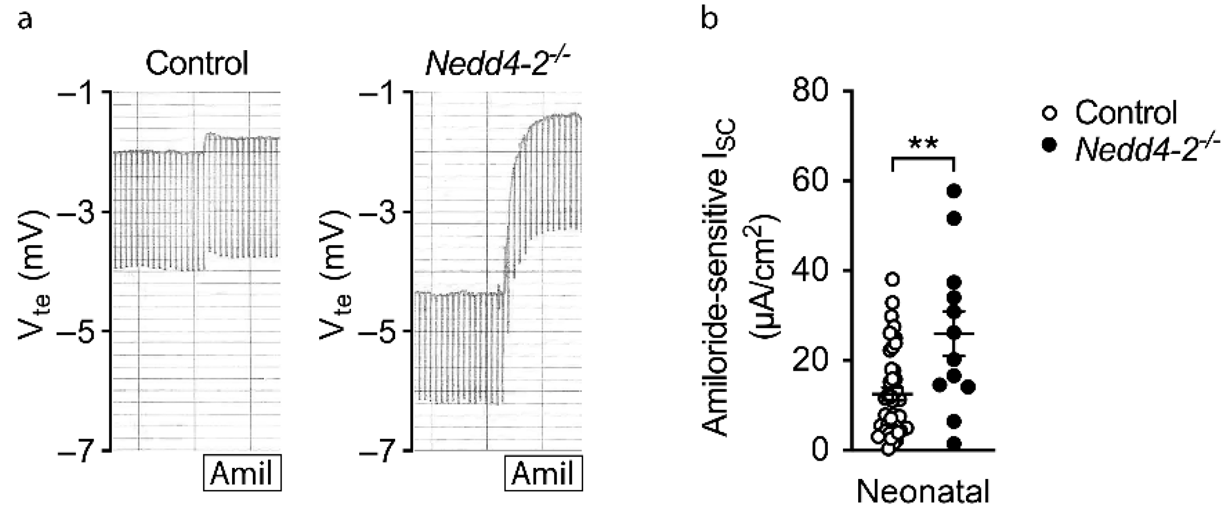 Ijms 22 06146 g006 Ijms 22 06146 g006