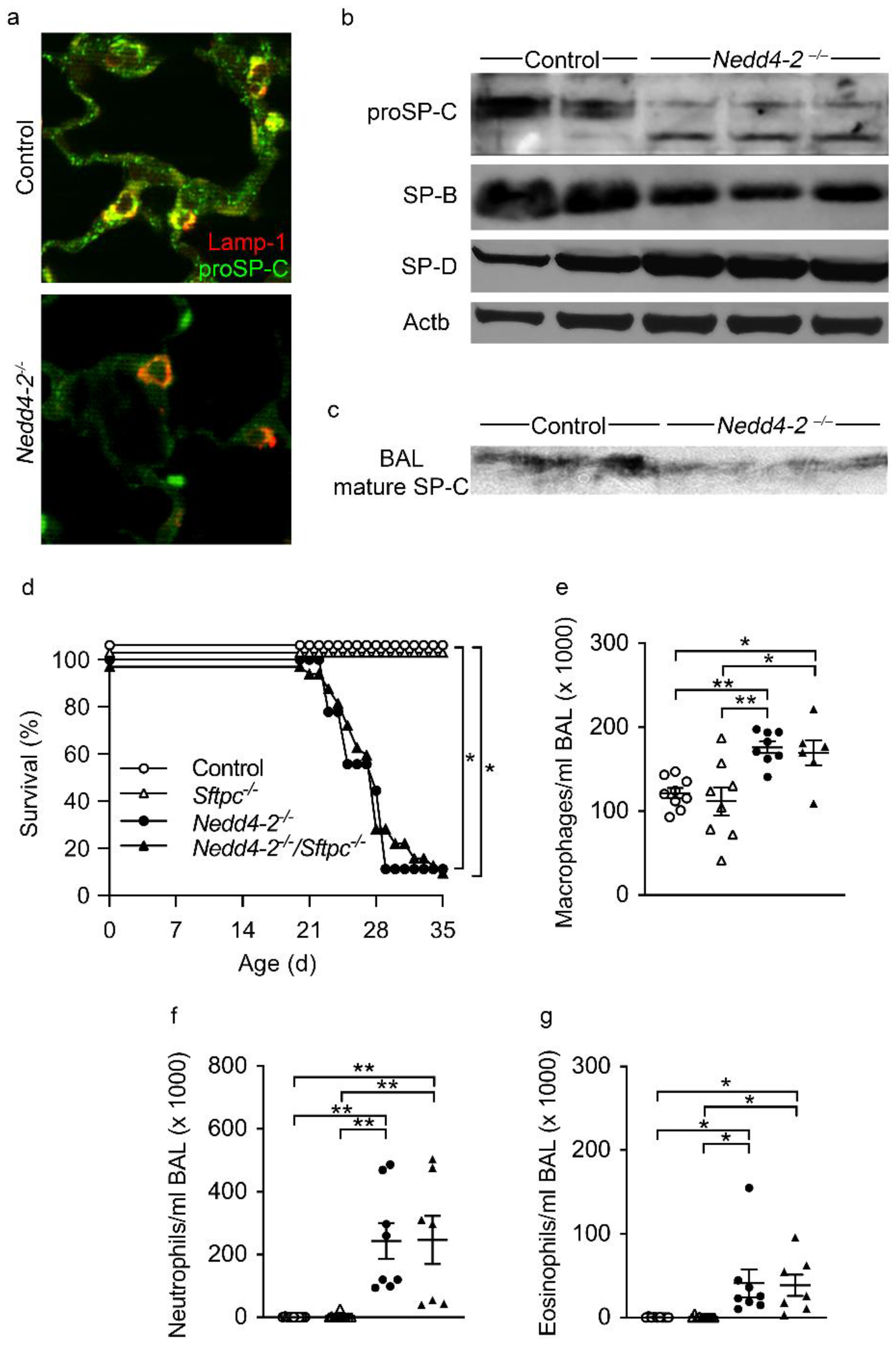 Ijms 22 06146 g007 Ijms 22 06146 g007