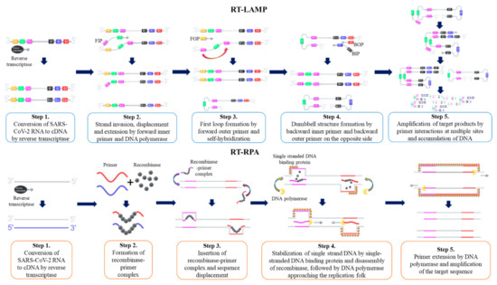 Nucleic Acid Testing of SARS-CoV-2
