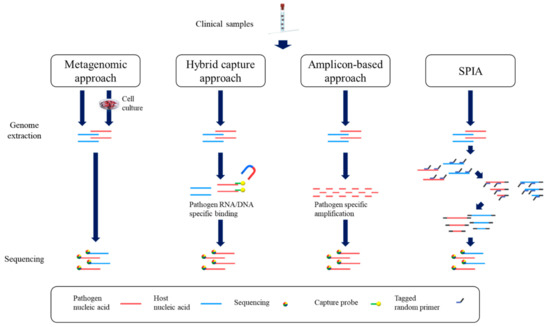 Nucleic Acid Testing of SARS-CoV-2