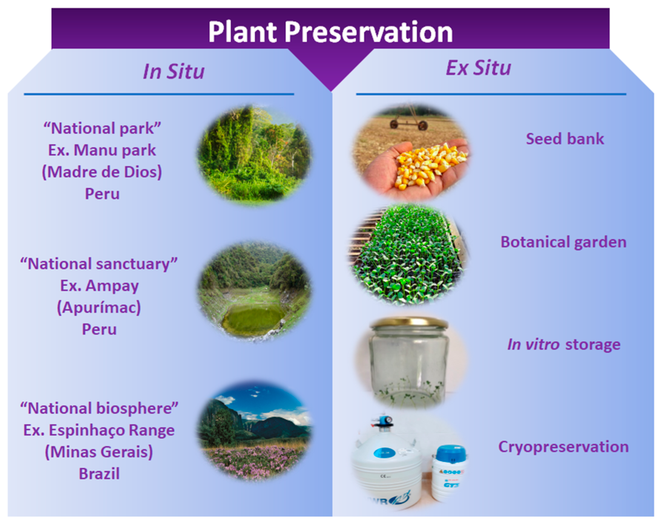 IJMS | Free Full-Text | Cryopreservation of Agronomic Plant Germplasm Using  Vitrification-Based Methods: An Overview of Selected Case Studies
