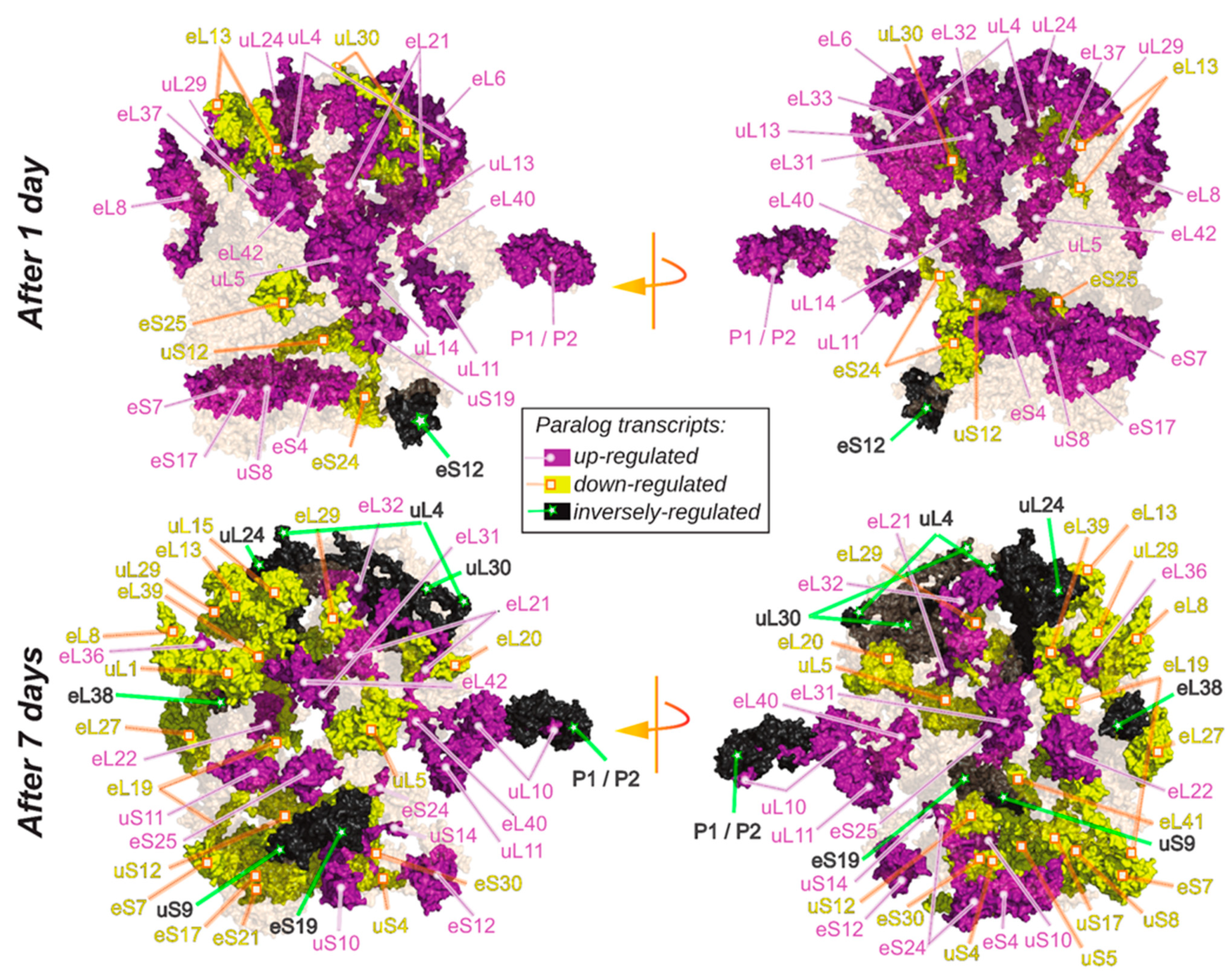 Ijms 22 06160 g003 Ijms 22 06160 g003